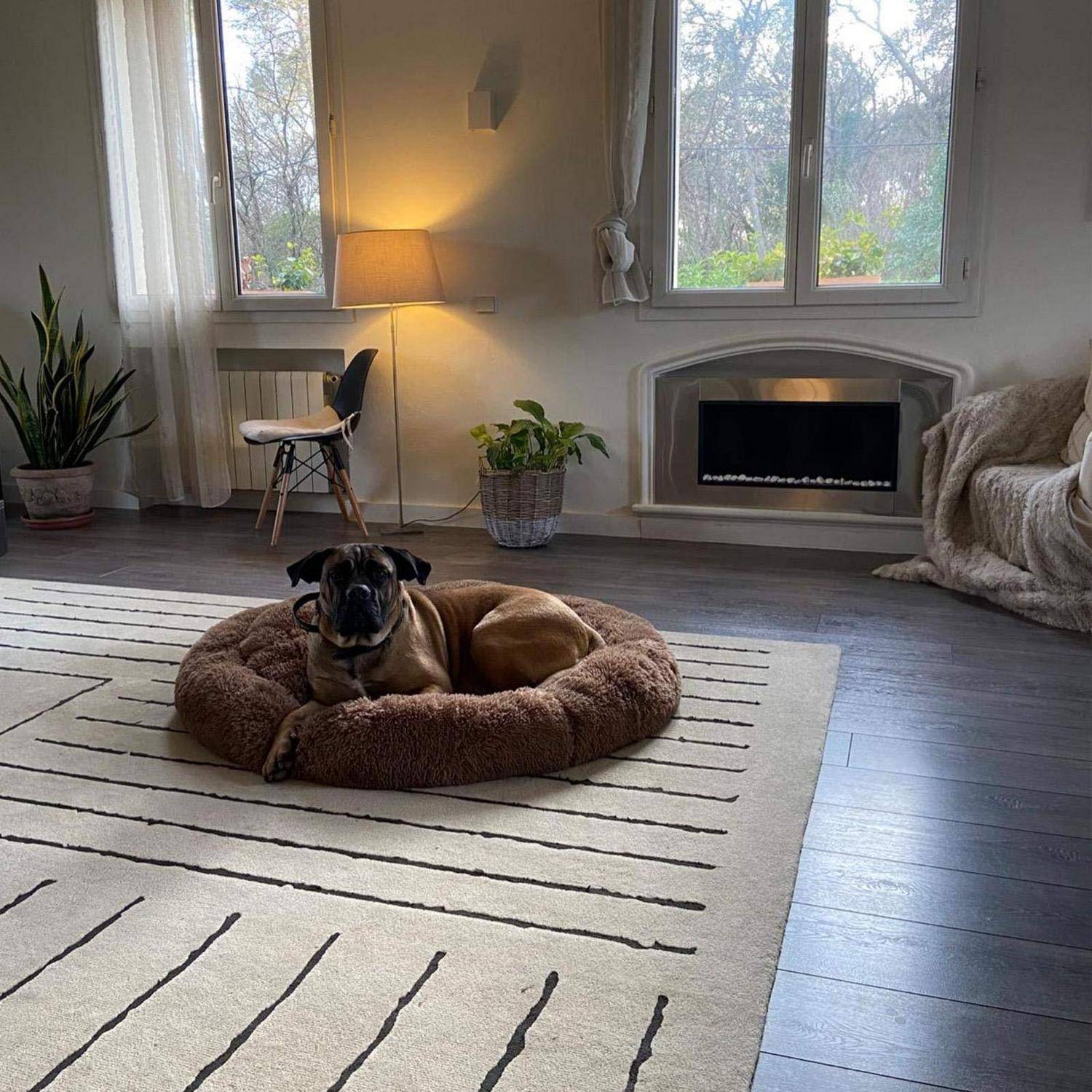 Ein Hund liegt zusammengerollt auf einem braunen Bett auf einem gestreiften Teppich in einem hellen Wohnzimmer mit Fenstern, einer Lampe, Pflanzen und einem Kamin.