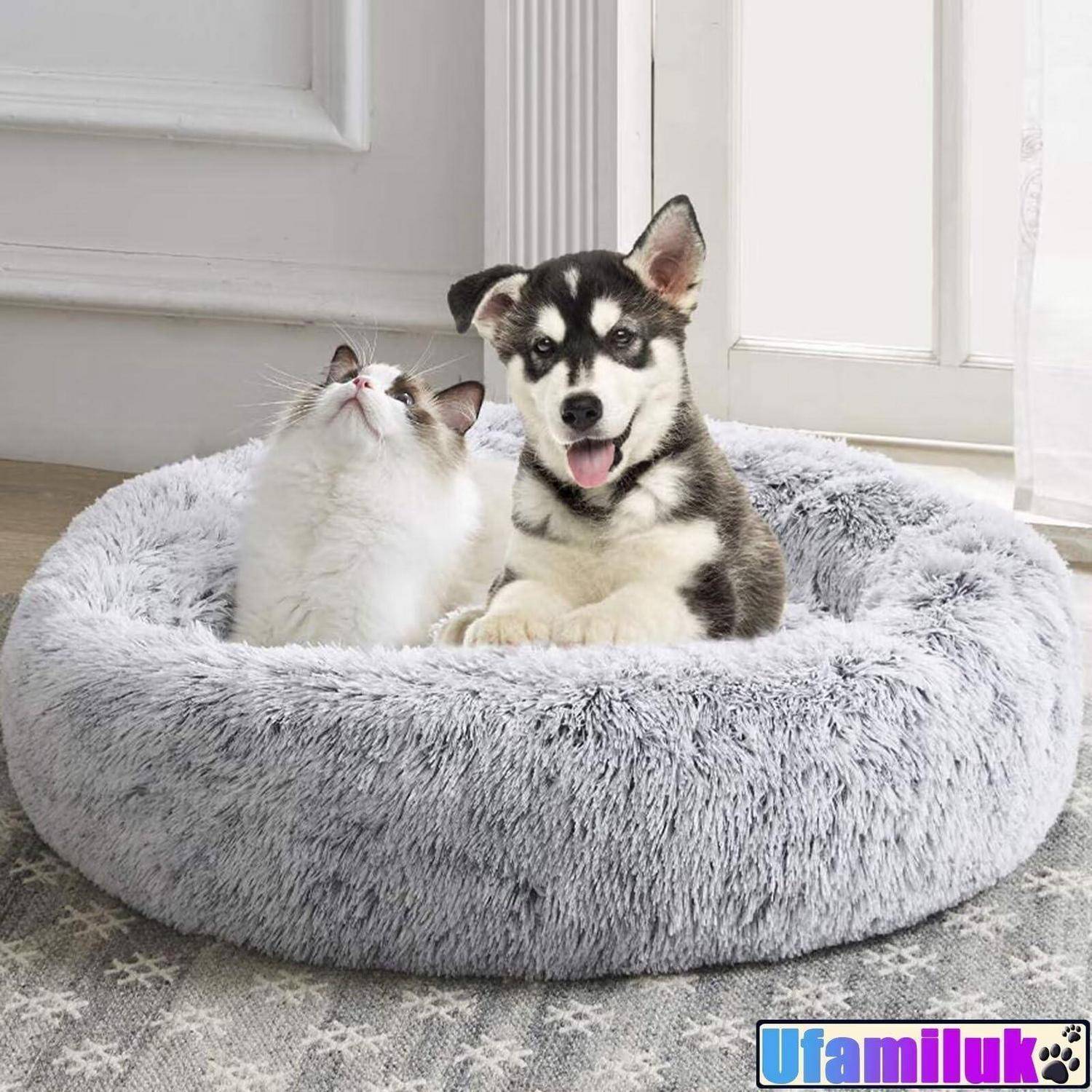 Ein flauschiges Kätzchen und ein flauschiger Husky-Welpe sitzen zusammen in einem grauen Haustierbett neben einem hellen Fenster.