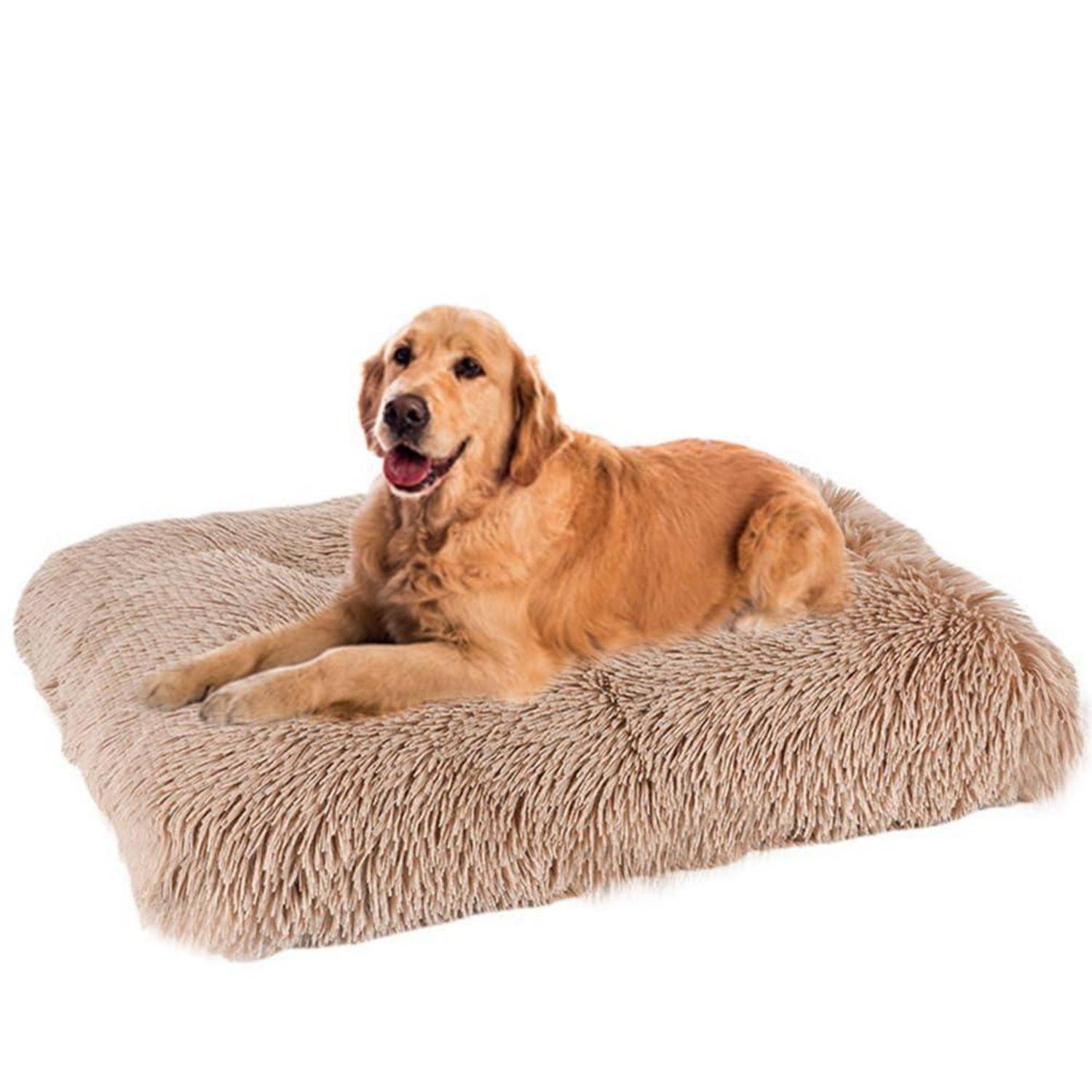 Golden Retriever, der auf einem flauschigen beigen Hundebett vor weißem Hintergrund liegt.