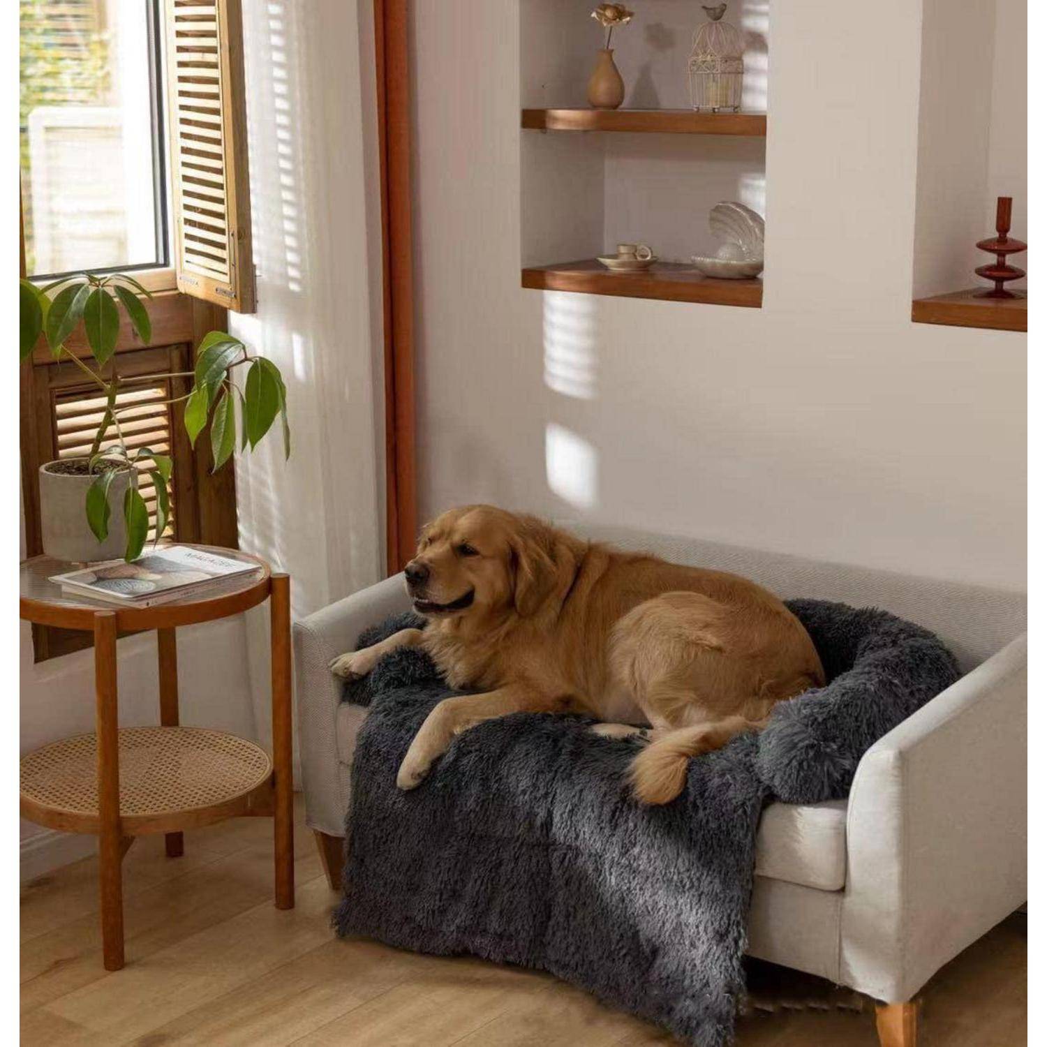 Golden Retriever, der sich auf einem kleinen Sofa mit einer dunklen Decke in einem sonnendurchfluteten Wohnzimmer neben einem Fenster und einer Pflanze ausruht.