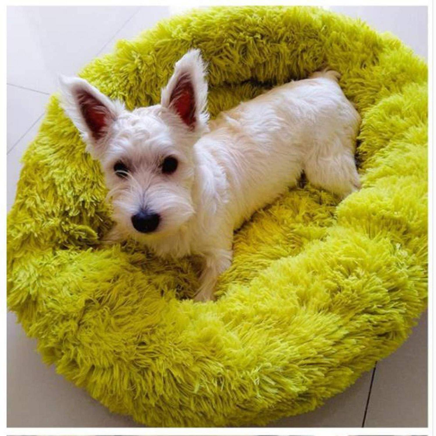 Kleiner weißer Hund, der sich auf einem hellen gelbgrünen flauschigen runden Hundebett ausruht.