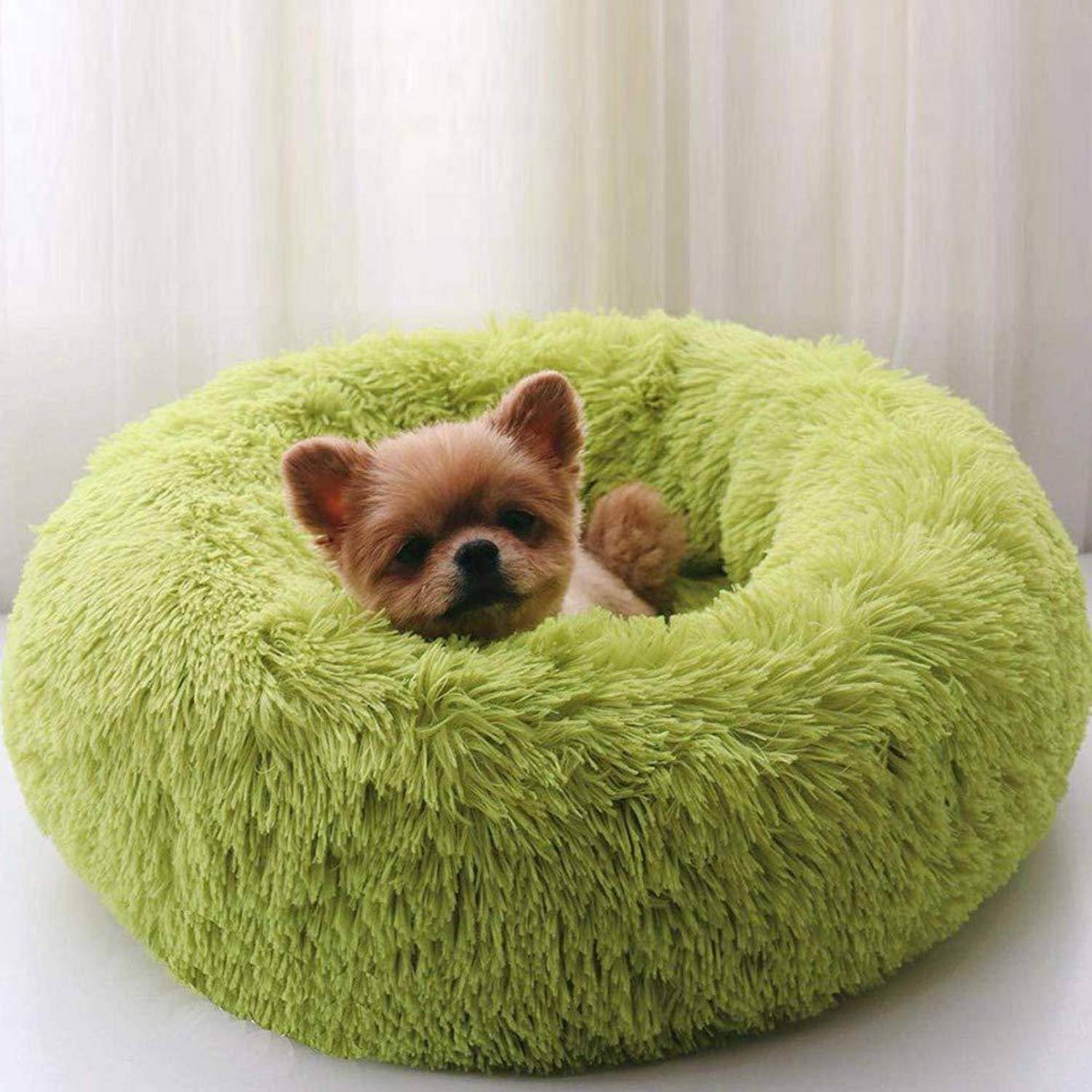 Ein kleiner Hund ruht sich in einem flauschigen, hellgrünen runden Haustierbett in der Nähe eines Fensters aus.