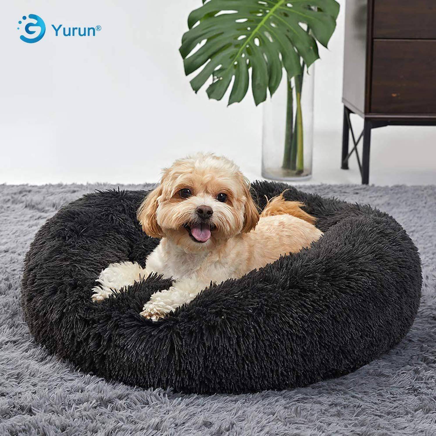Kleiner brauner und weißer Hund, der in einem flauschigen schwarzen Haustierbett auf einem grauen Teppich in einem modernen Zimmer liegt, mit einer Pflanze und Möbeln im Hintergrund.