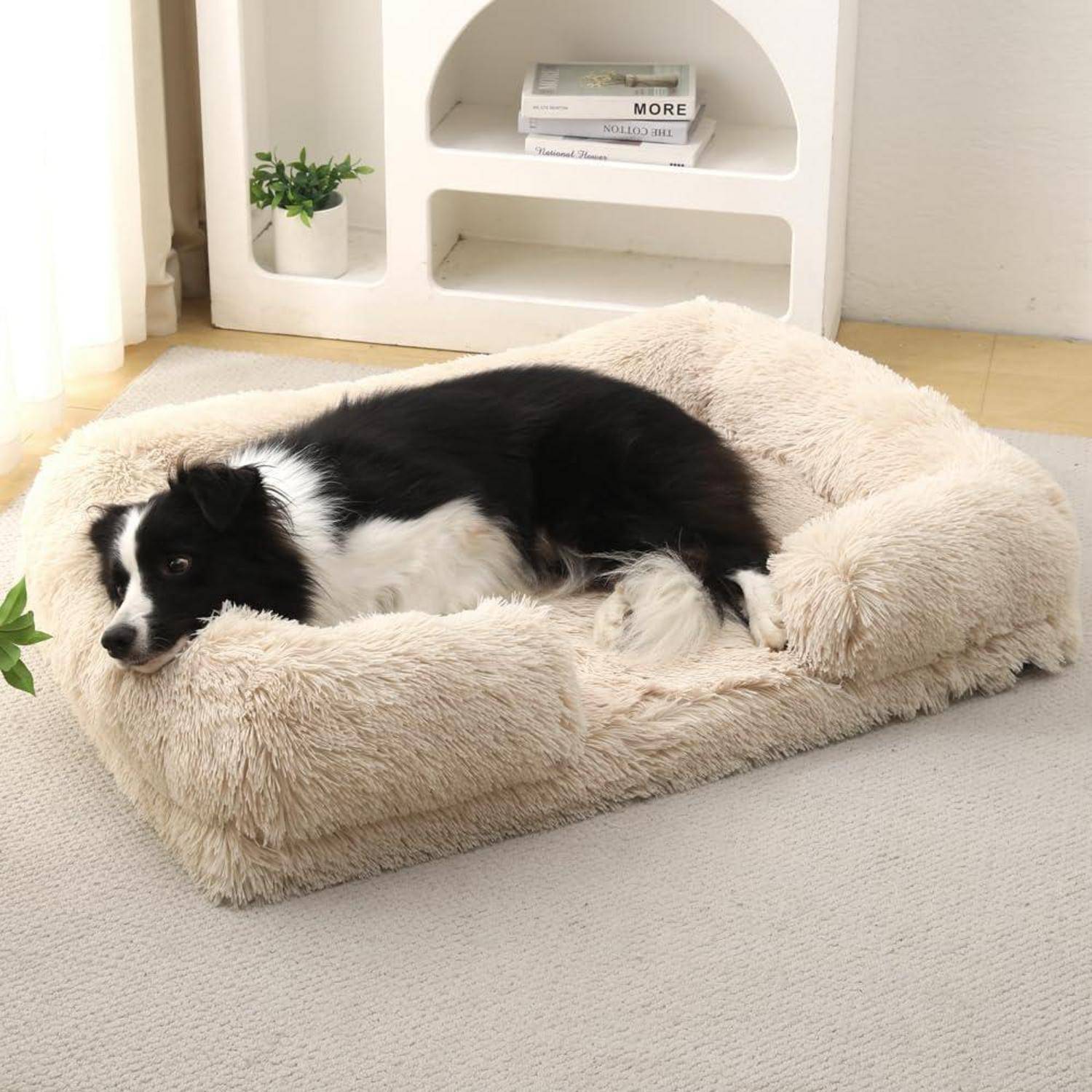 Ein schwarz-weißer Hund liegt auf einem flauschigen cremefarbenen Haustierbett in einem hellen Raum mit einem weißen Regal und Büchern dahinter.