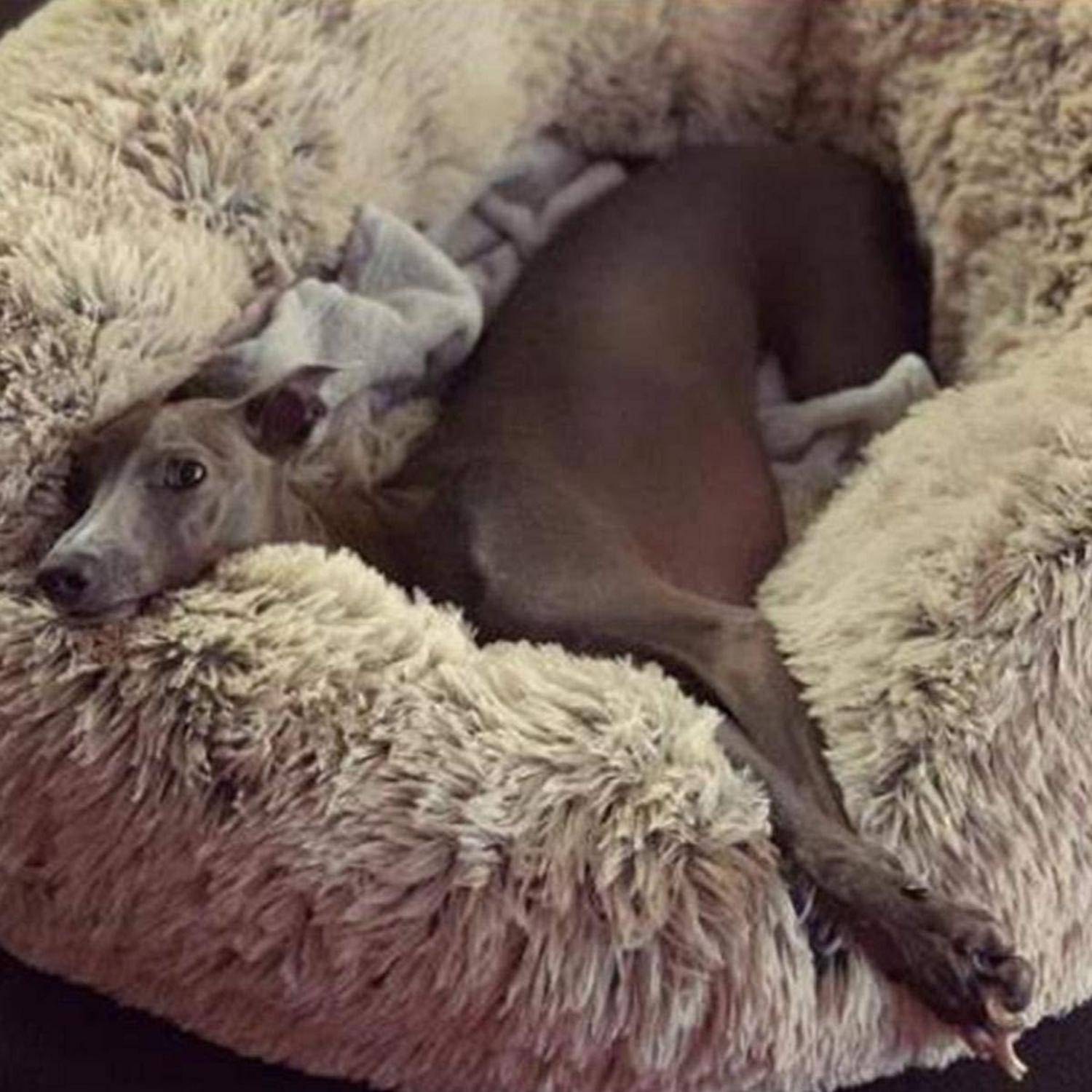 Ein kleiner grauer Hund liegt zusammengerollt und ruhend in einem flauschigen beigen Haustierbett.