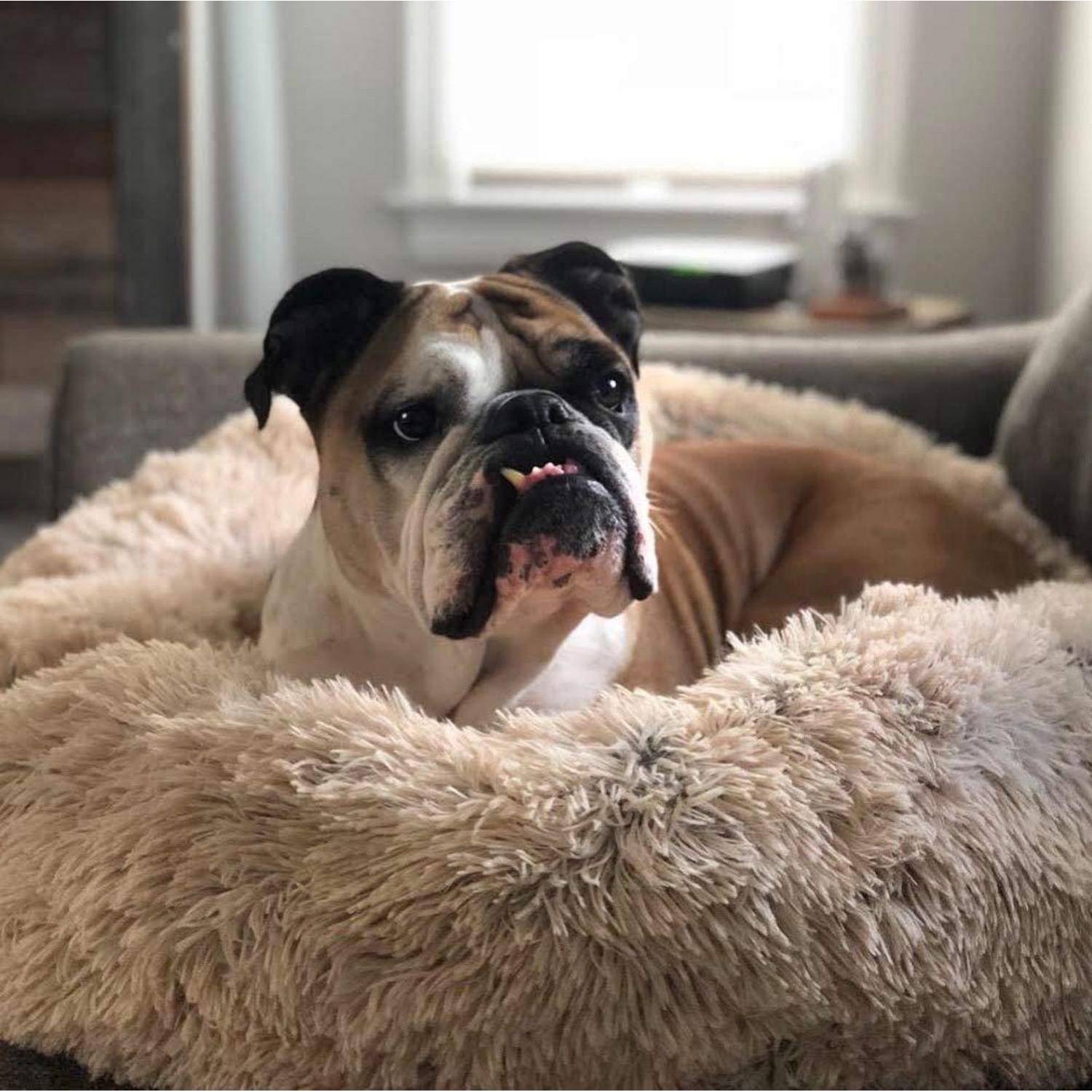 Bulldogge faulenzt in einem flauschigen Hundebett im Innenbereich und schaut zur Kamera.