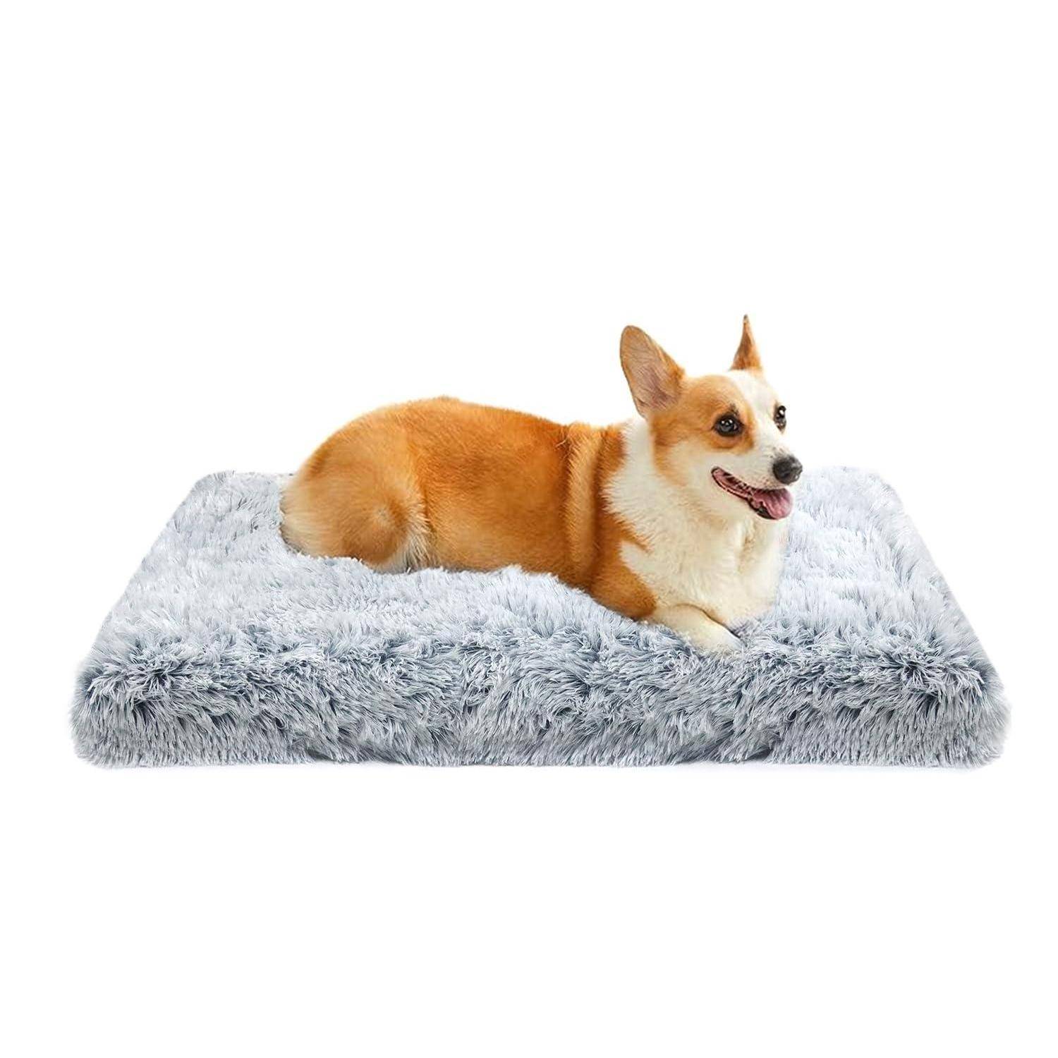 Ein Corgi liegt auf einem flauschigen grauen Haustierbett vor einem weißen Hintergrund.