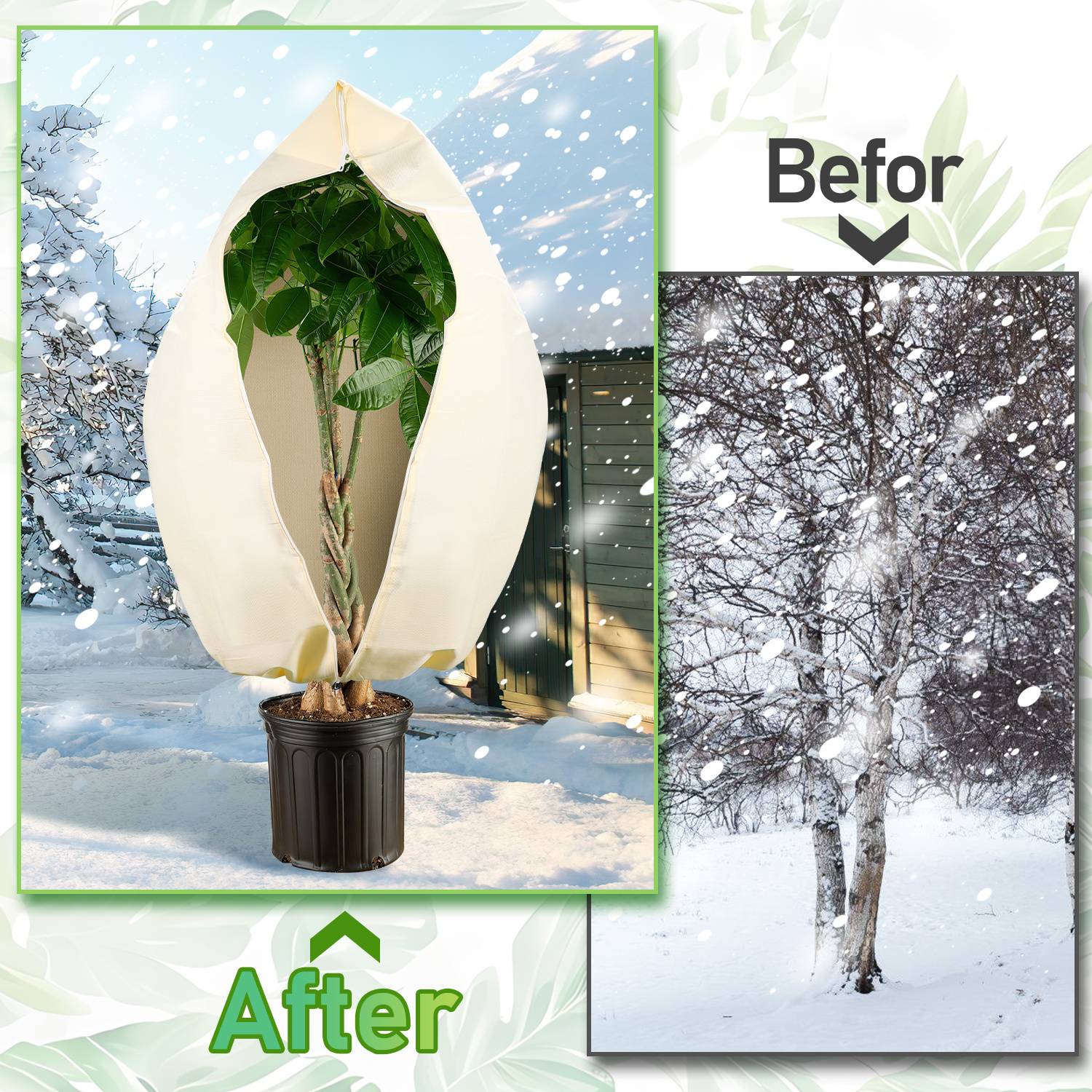 Vorher-und-nachher-Bild, das eine getopfte Pflanze zeigt, die im Winter draußen geschützt wird; vorher ist ein schneebedeckter kahler Baum, nachher ist eine grüne Pflanze, die in einem Schutz eingewickelt ist.
