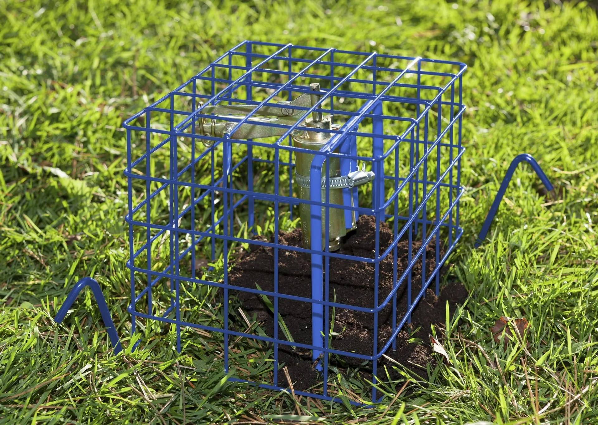 Blauer Metallkäfig-Falle auf Gras, mit Köder innen und zwei Pfosten, die sie verankern, wahrscheinlich zum Einfangen eines kleinen Tieres.