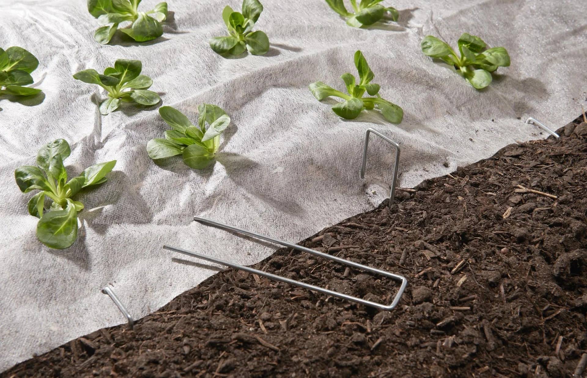 Junge Salatpflanzen, die in Reihen durch weißes Landschaftsvlies neben einem dunklen Mulchbeet gepflanzt sind, mit einem auf dem Boden ruhenden Handunkrautstecher.