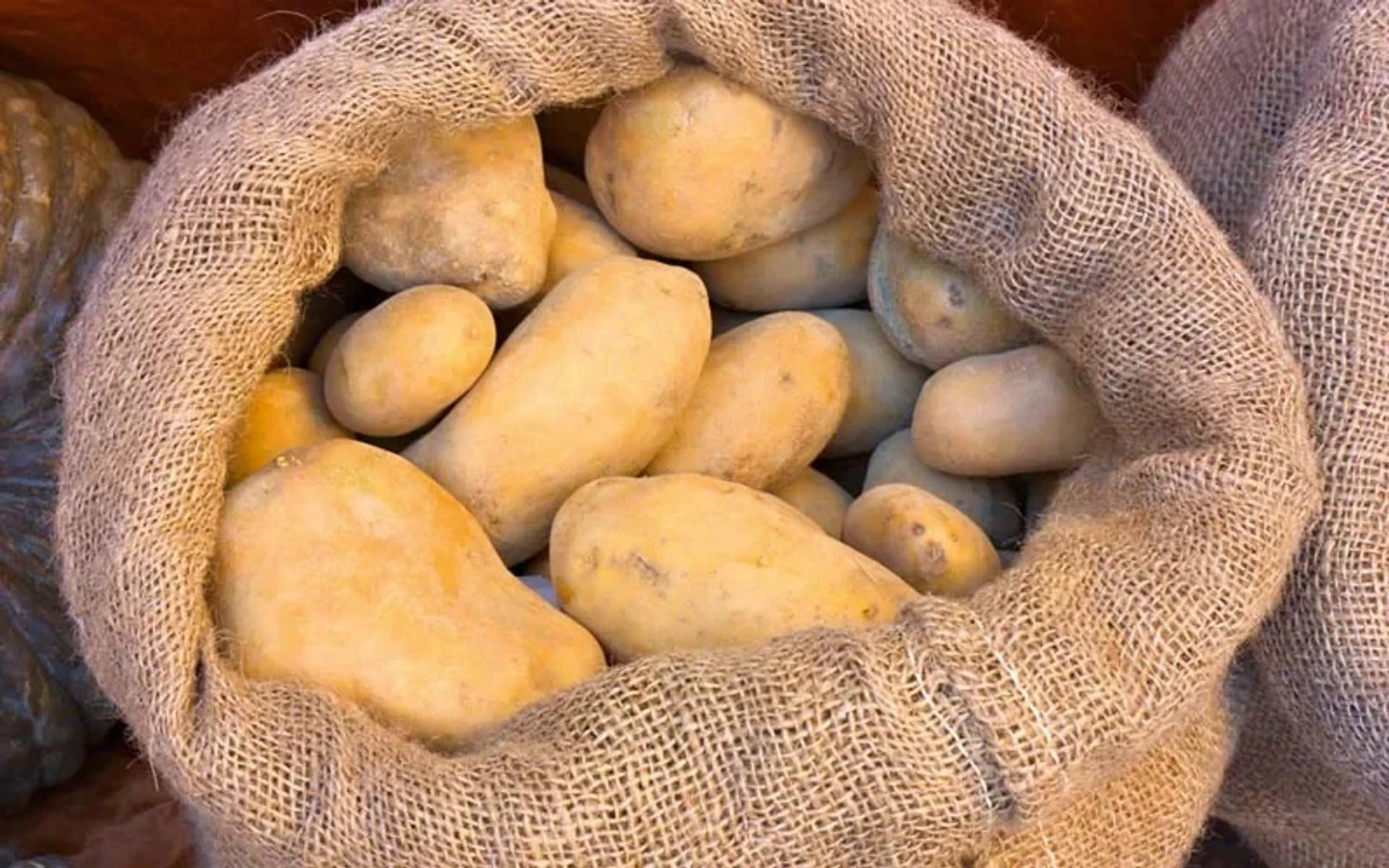 Jutesack gefüllt mit Kartoffeln, zeigt eine Nahaufnahme von geernteter Ware.