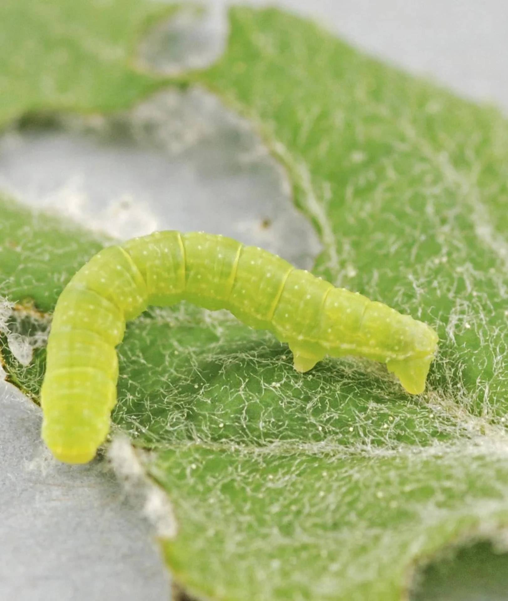 Nahaufnahme einer kleinen grünen Raupe auf einem Blatt, das mit feinem Gespinst bedeckt ist.