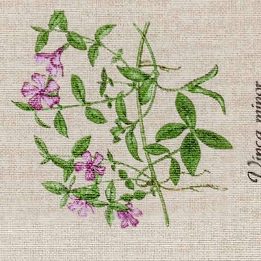 Botanische Illustration einer grünen Weinranke mit violetten Blüten auf beigefarbenem strukturiertem Hintergrund, mit teilweise vertikalem Text am rechten Rand.