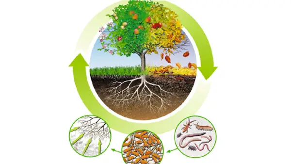 Warum wir Pflanzen düngen