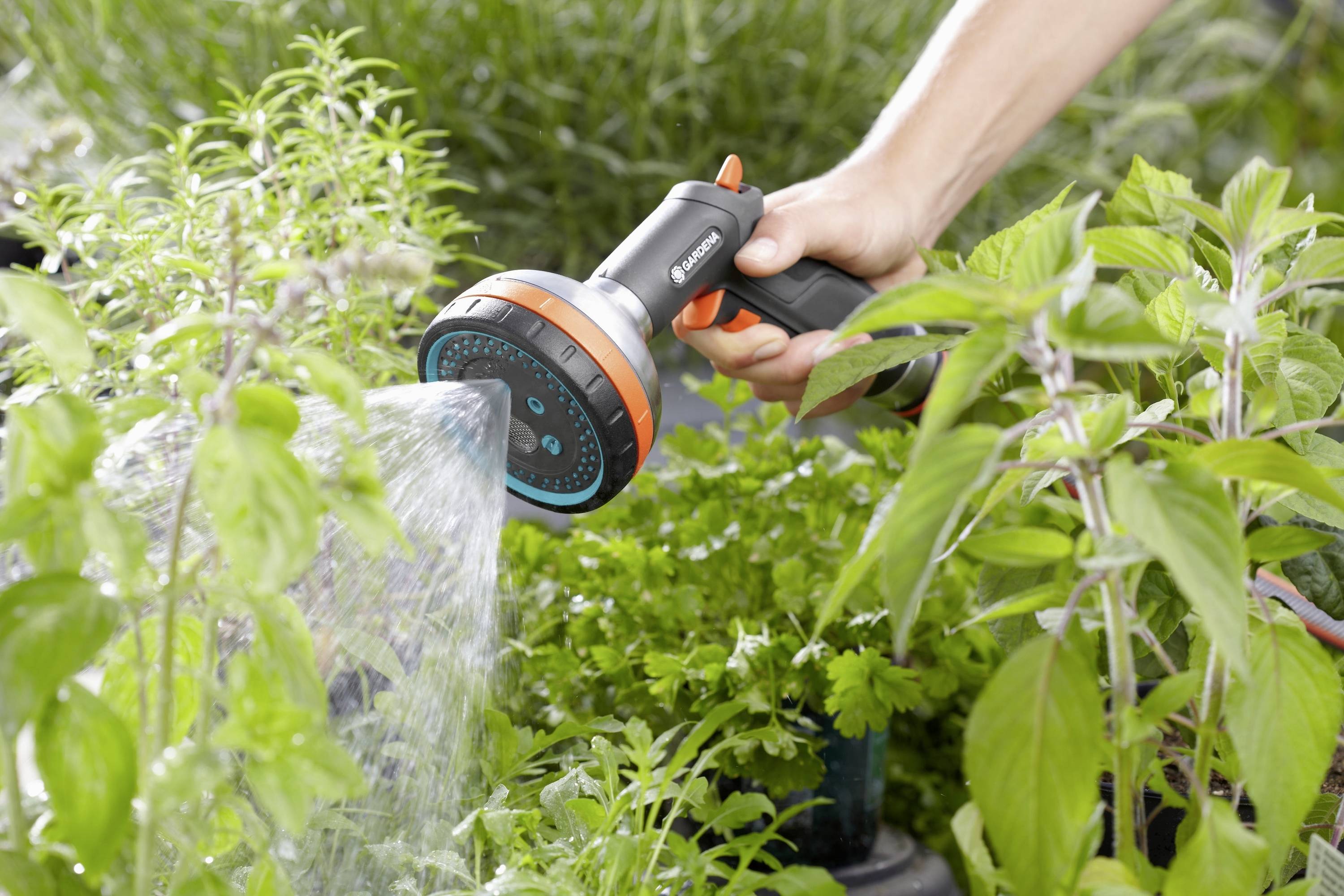 A hand is watering plants with a garden hose in a lushly overgrown herb garden.