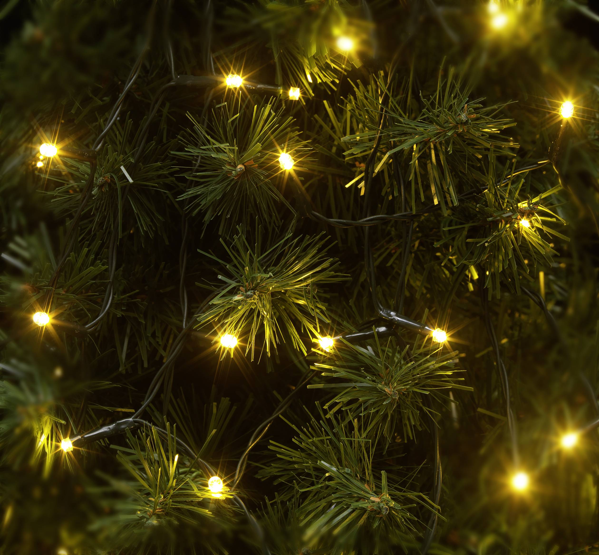 Illuminated pine branch with yellow fairy lights.
