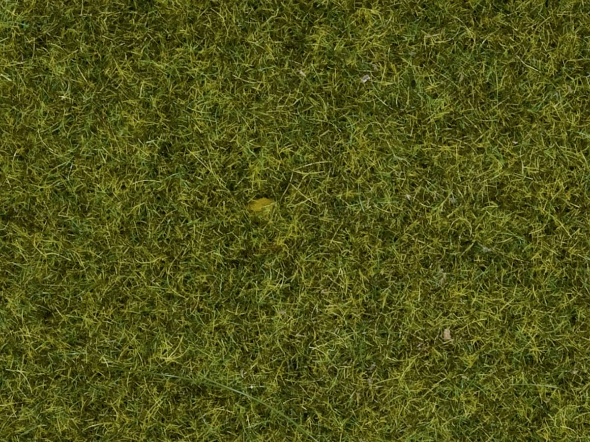Green grassy area with scattered yellow leaves on the ground.