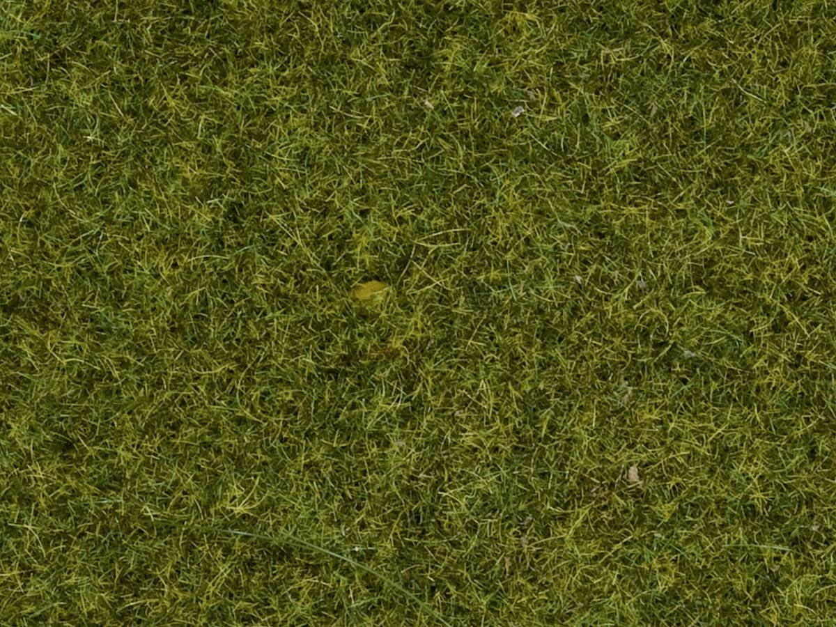 Close-up of a dense, green lawn carpet, composed of various grass types and a few scattered yellow leaves.