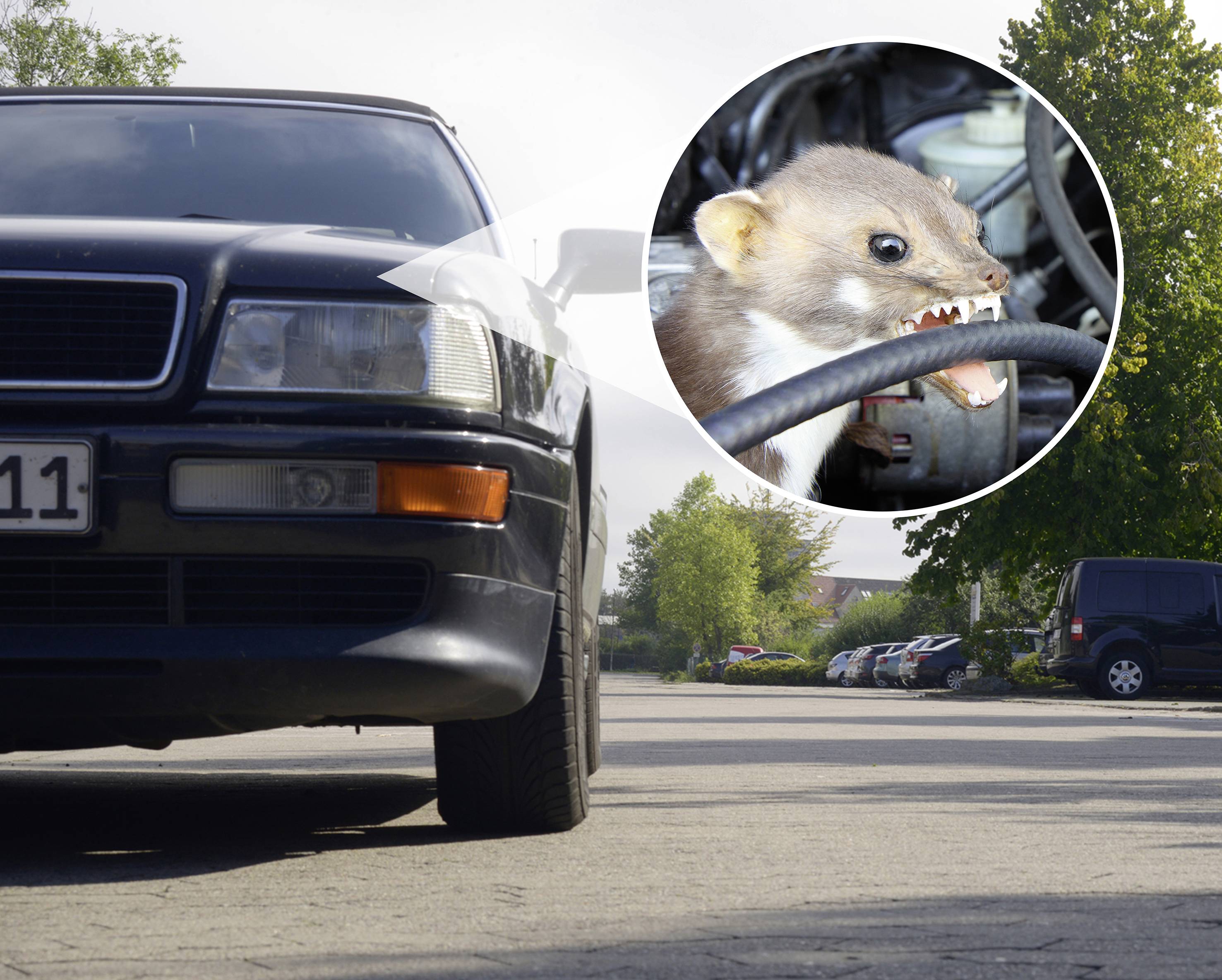 A car in a multi-storey car park; in a close-up image, a stone marten is gnawing on a cable. Topic: Vehicle damage caused by animals.