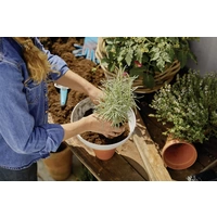 GARDENA 11320-20 ClickUp! Flower pot GARDENA 11320-20 ClickUp! Flower pot