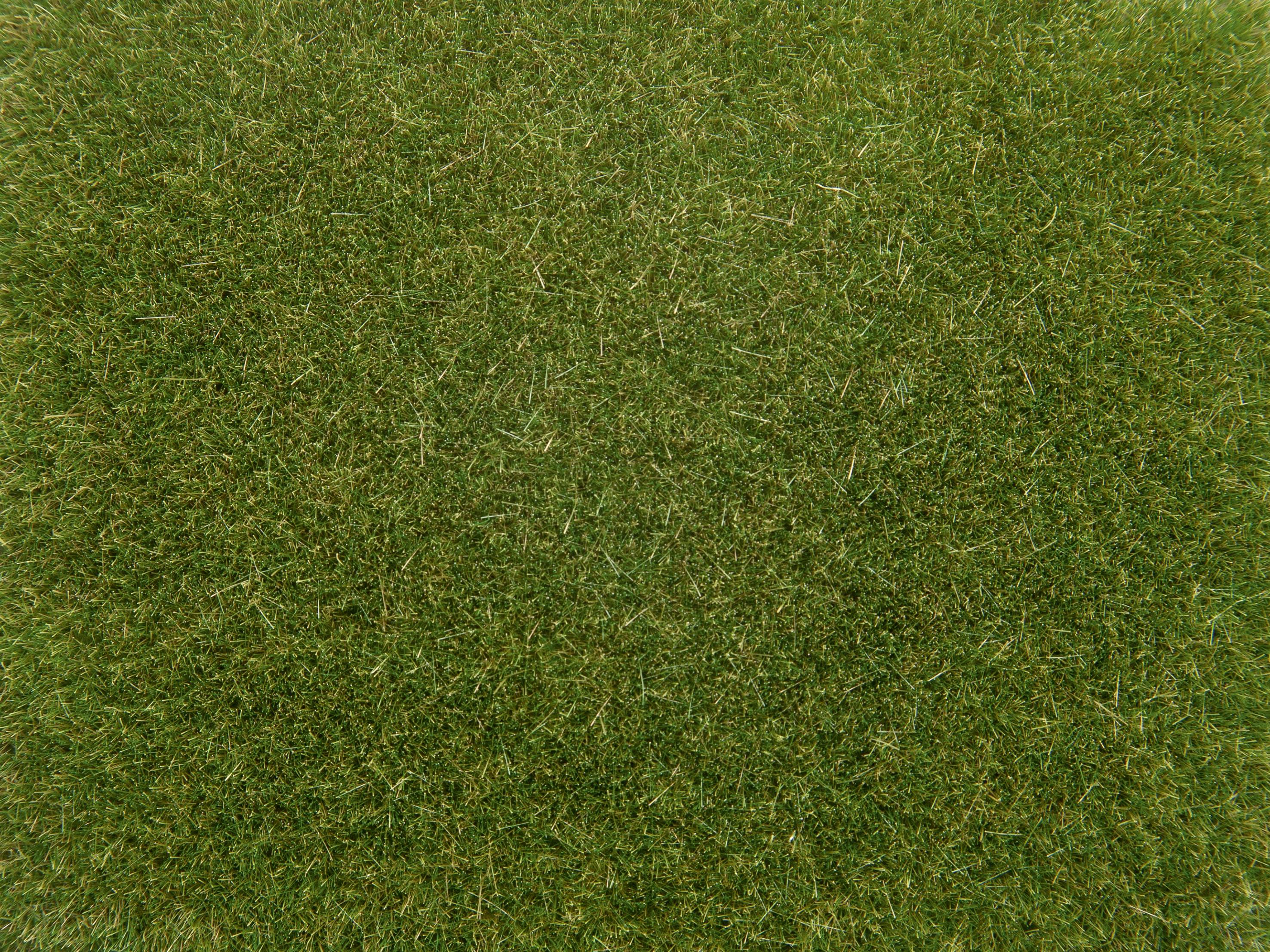 Green lawn area, evenly mown, without any notable features or objects, forms a uniform background.