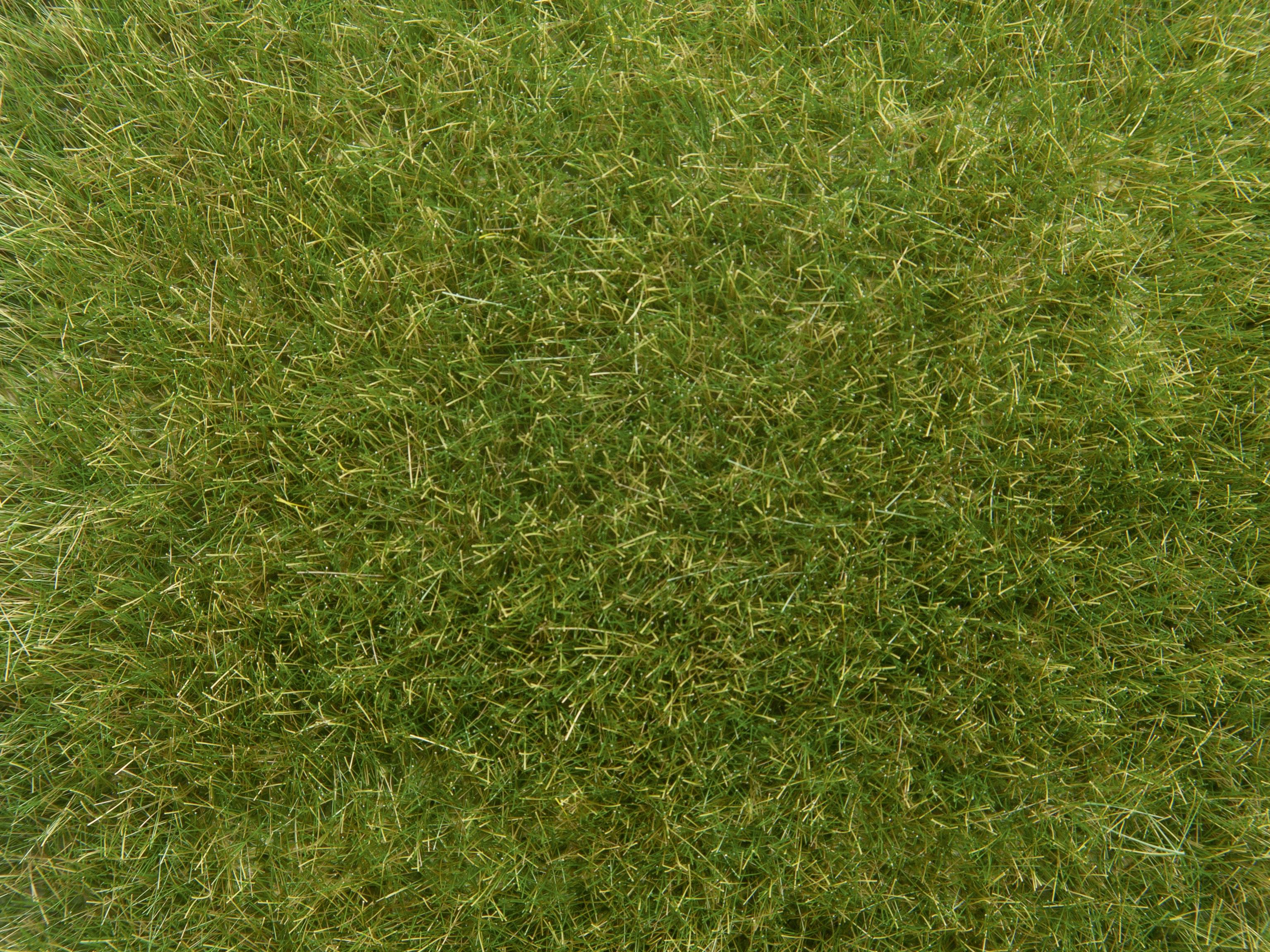 Dense, green grassy area with uniform structure.