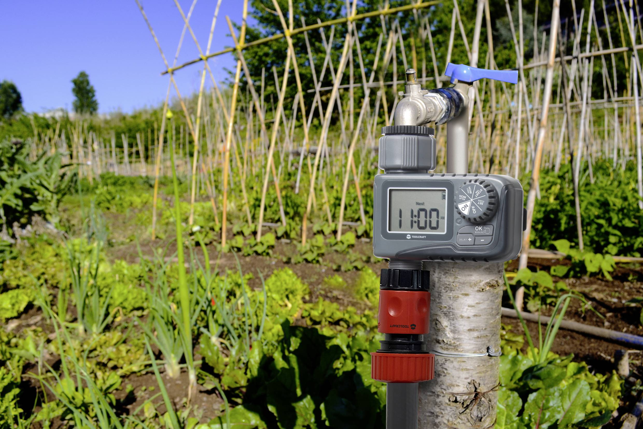 A watering timer is attached to a pipe, in the foreground of a vegetable bed with bamboo supports in the background.