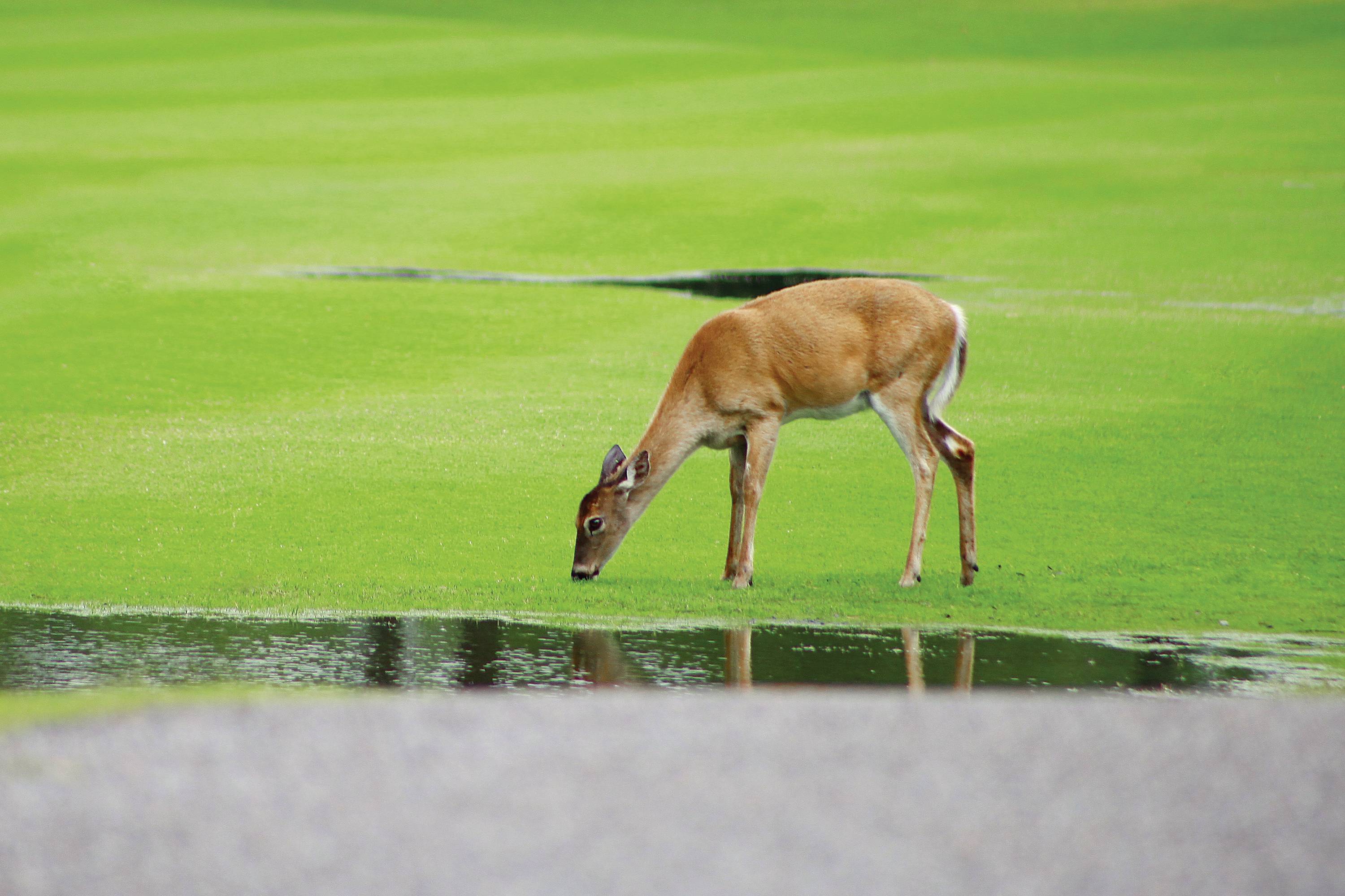 A deer is drinking from a puddle on a green lawn. A grey path is visible in the foreground. The scene appears calm and natural.