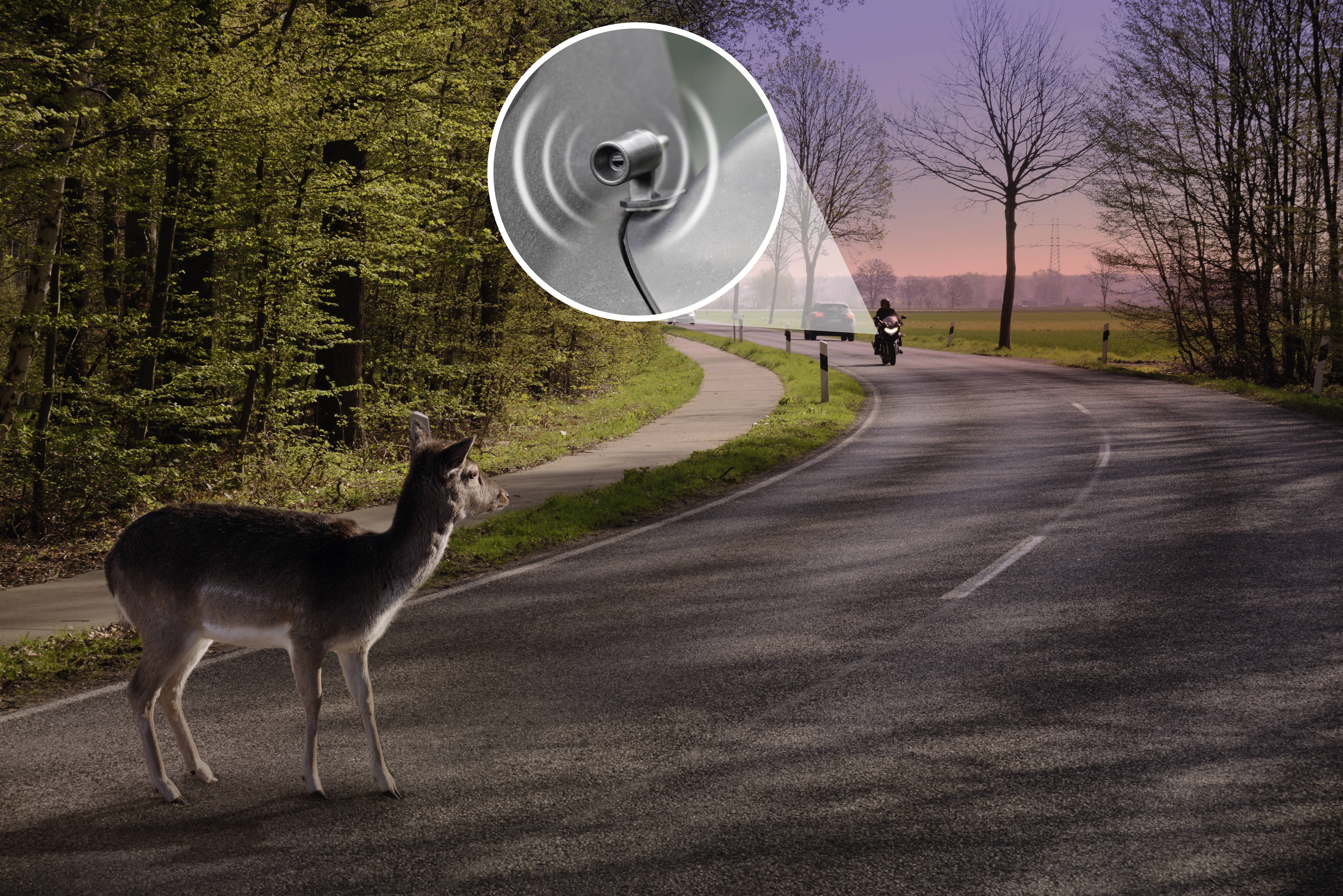 A deer stands on a country road in the forest, with a motorcyclist approaching, an inset shows a wildlife warning device.