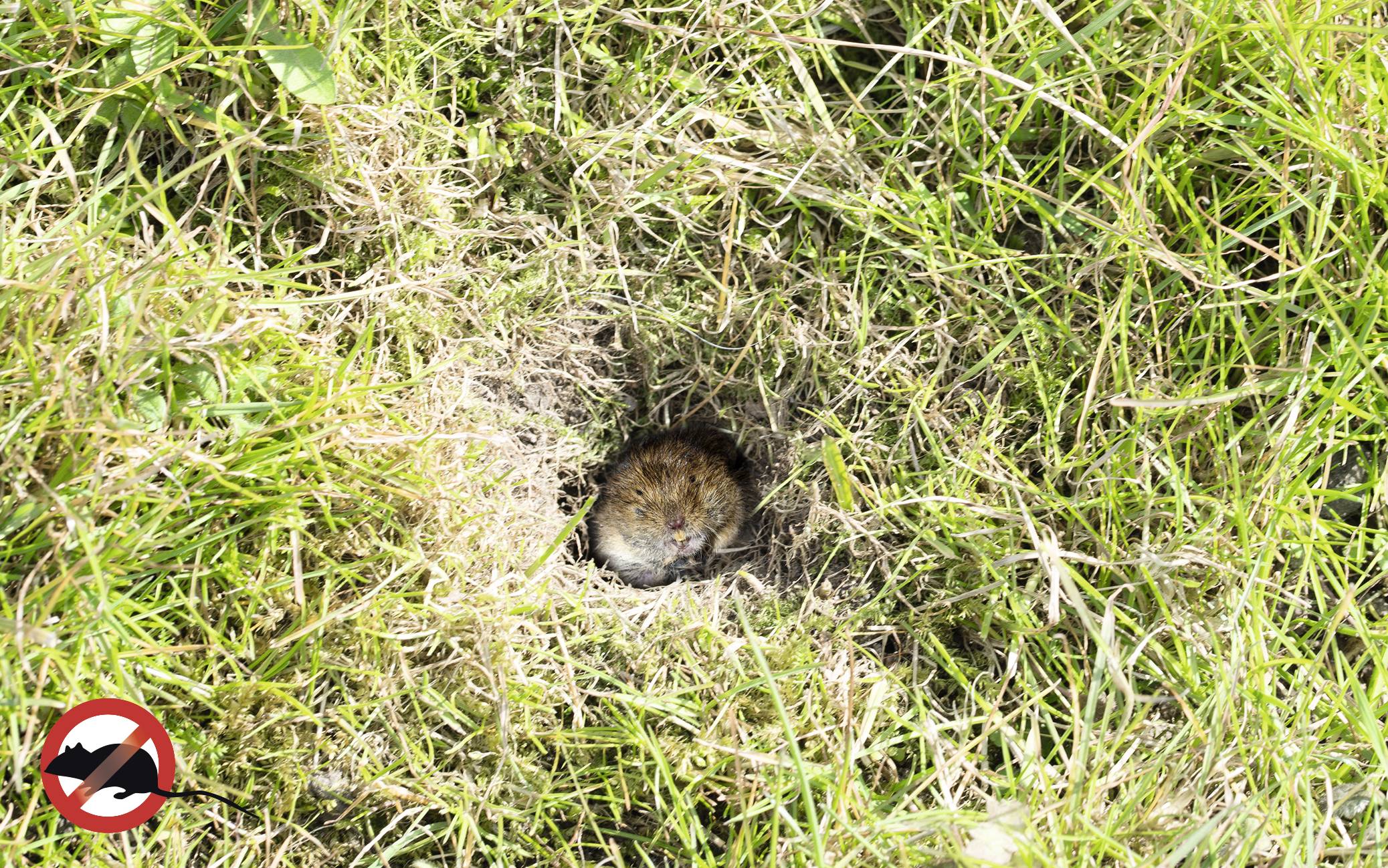 Vole in a grass burrow, surrounded by green grass. Bottom left, a circular prohibition sign for mole and vole traps.