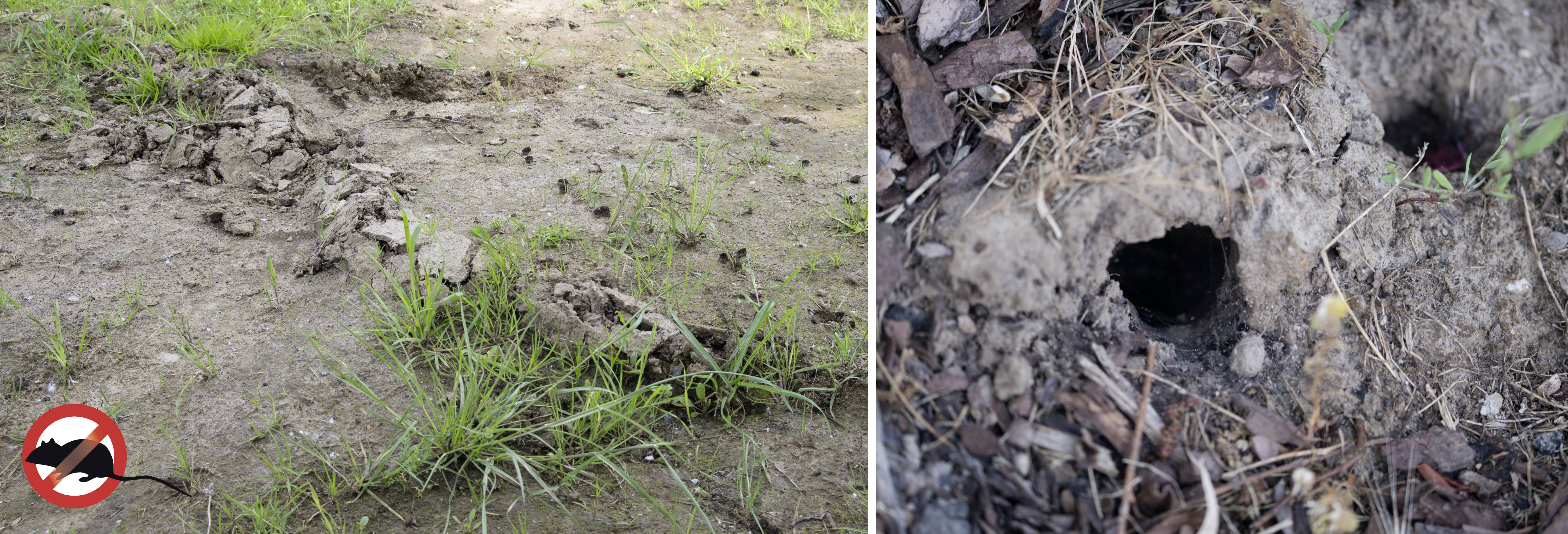 Left: Earth with fresh mole hills and grass. Right: Close-up of a mole tunnel in the ground.
