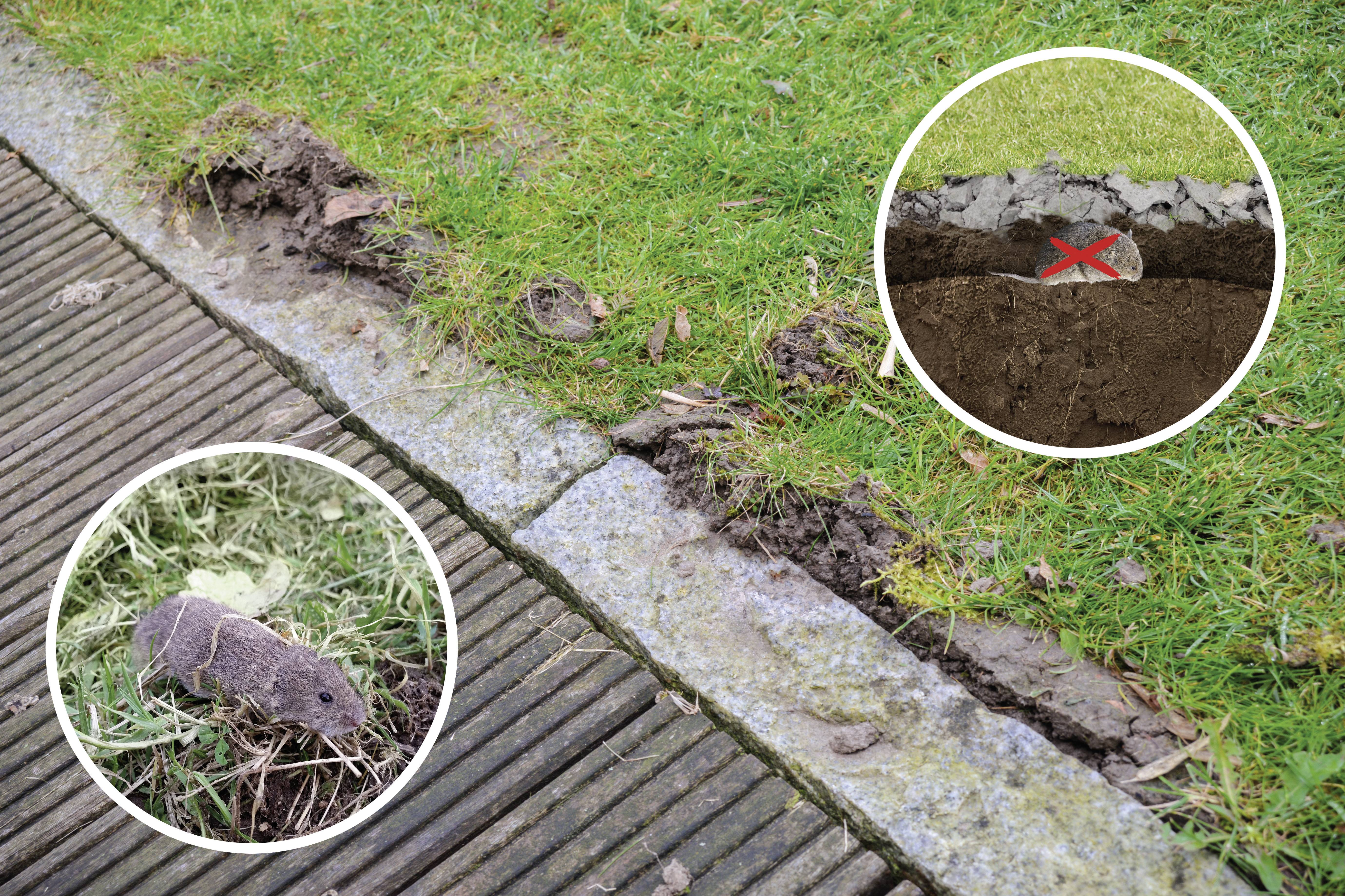 A vole in a circular image section is shown. Another image section depicts a buried mousetrap with a red X.
