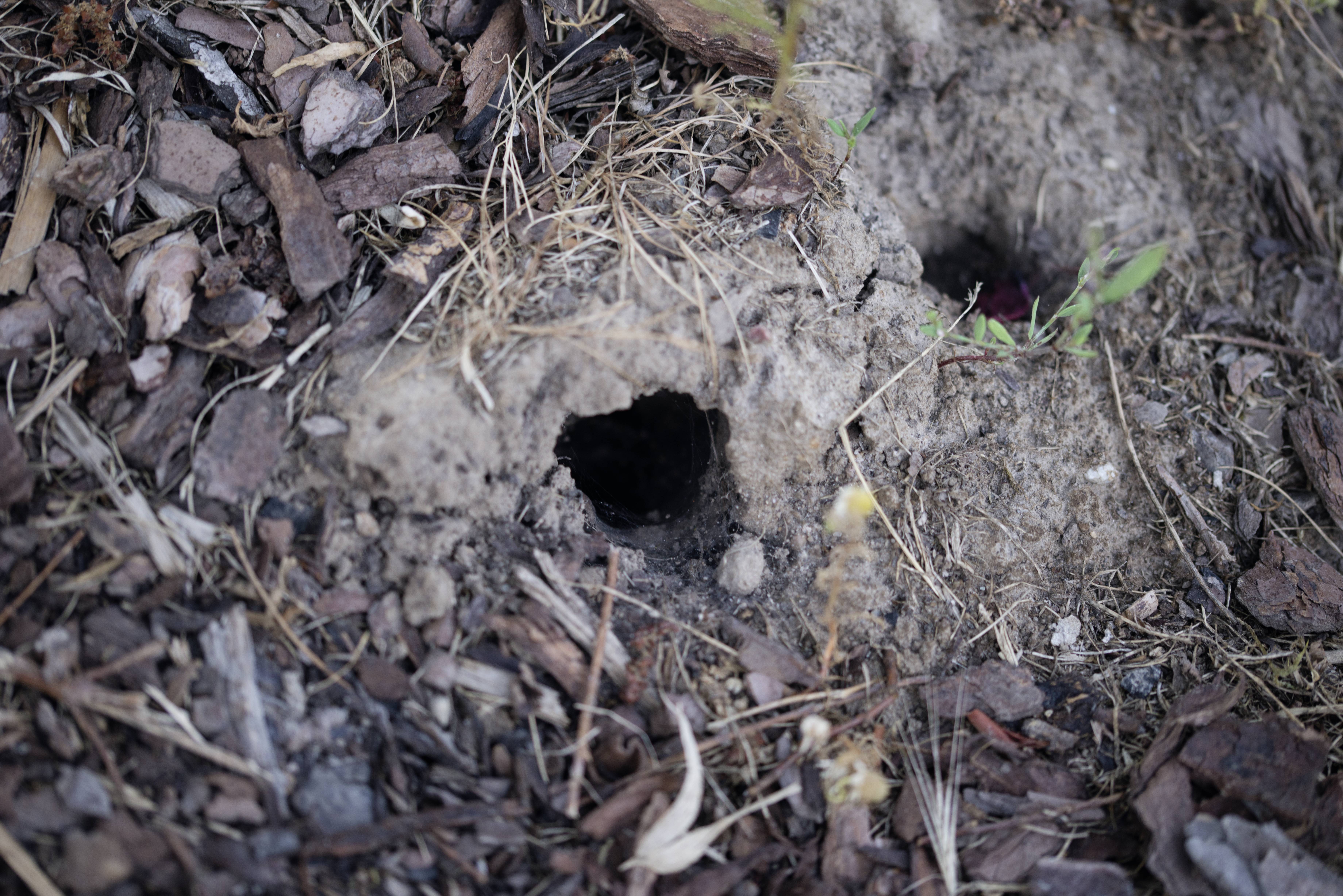 Two small holes in the ground, surrounded by earth and leaves. Possible animal tracks or dwelling.