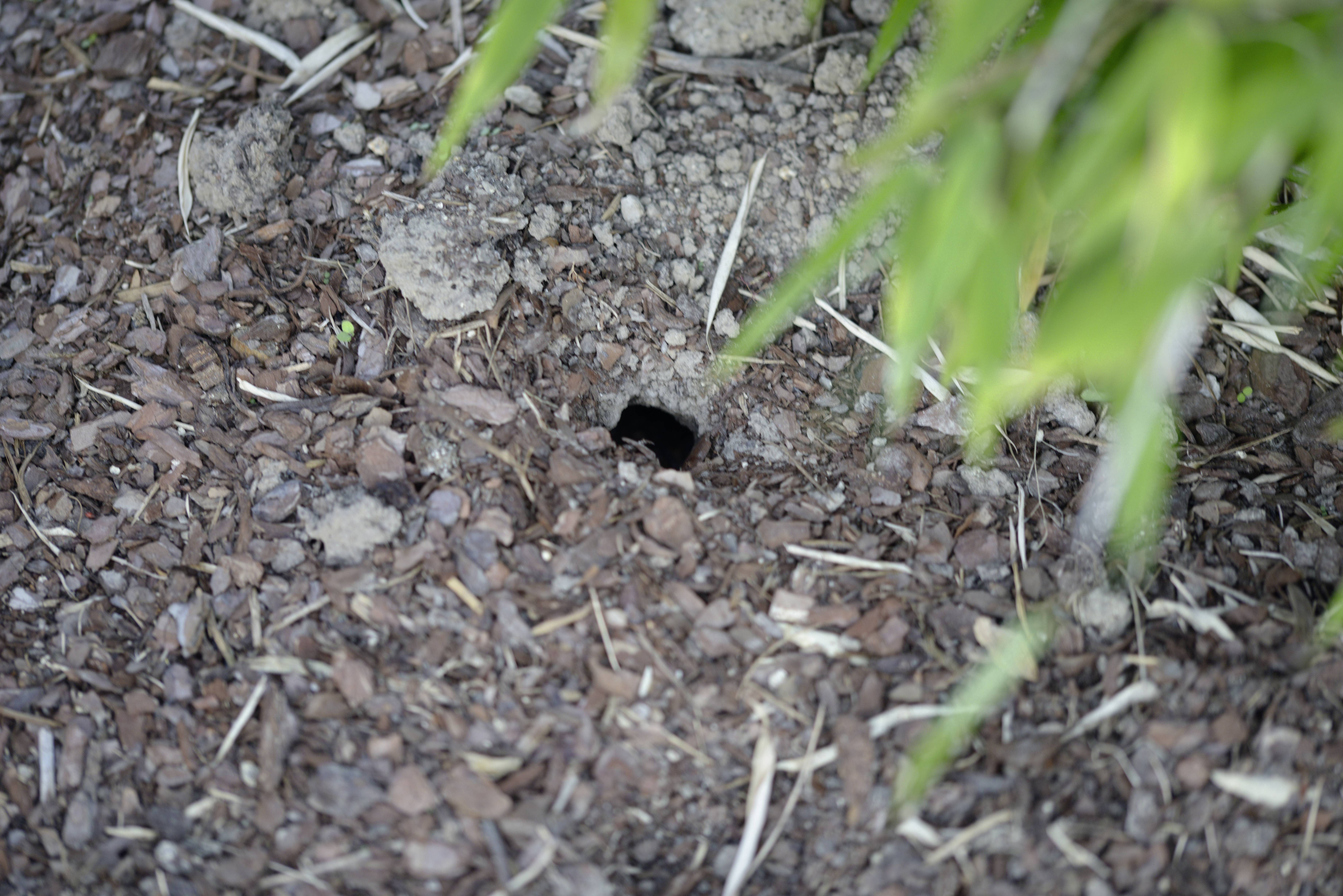 A small opening in the ground, surrounded by gravel and earth, with green plant leaves visible on the right side of the image.