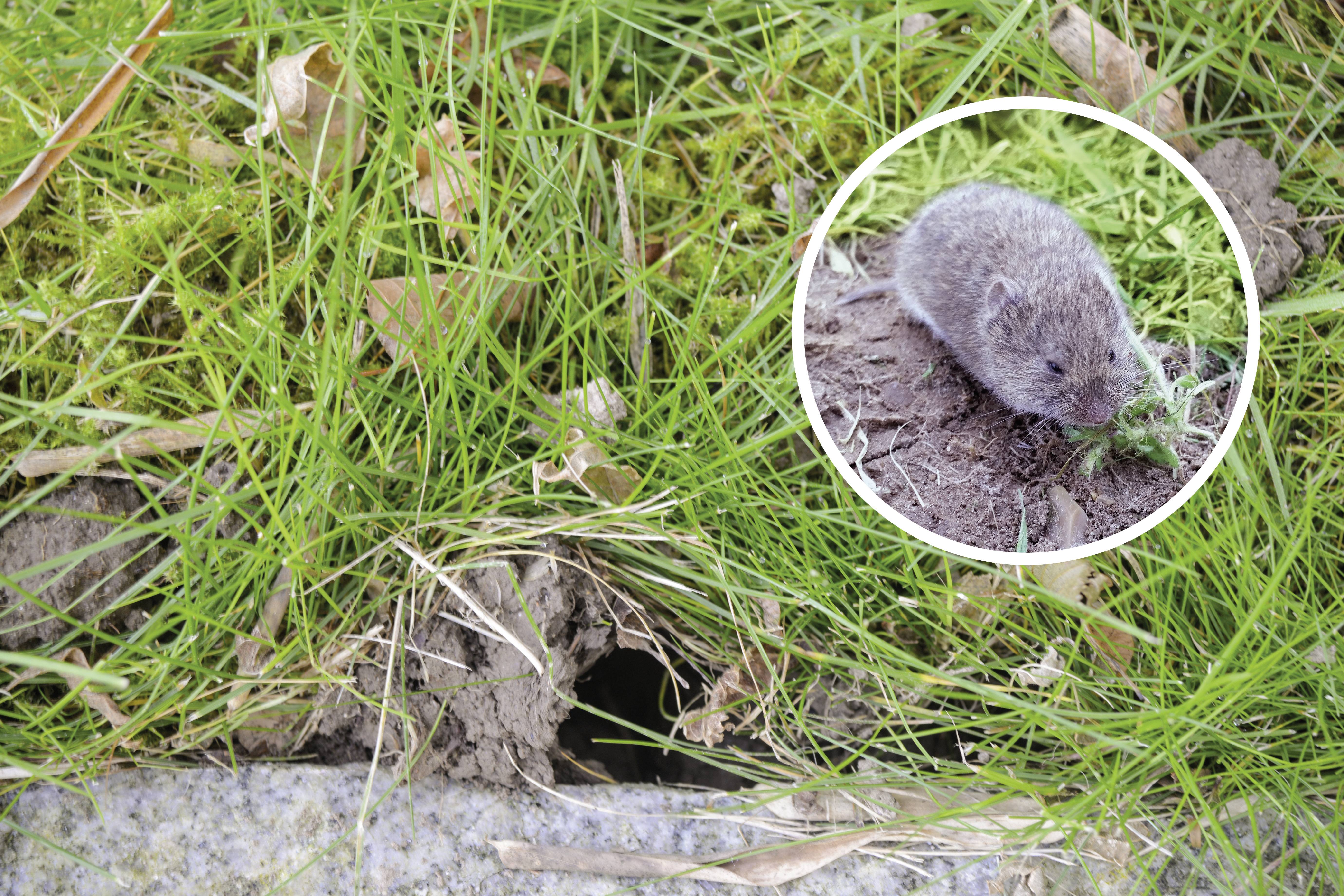 A small hole in the ground amidst grass reveals the entrance to a mouse burrow. Within the circle, a tiny mouse can be seen.