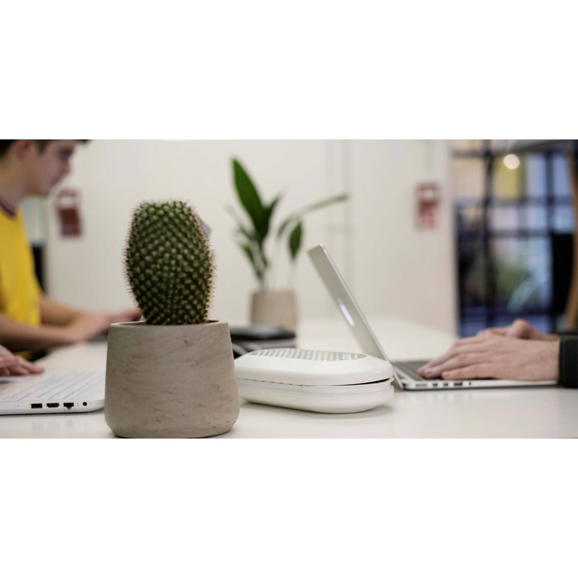 Two people are working on laptops at a white table with a small cactus in the foreground; plants in the background.