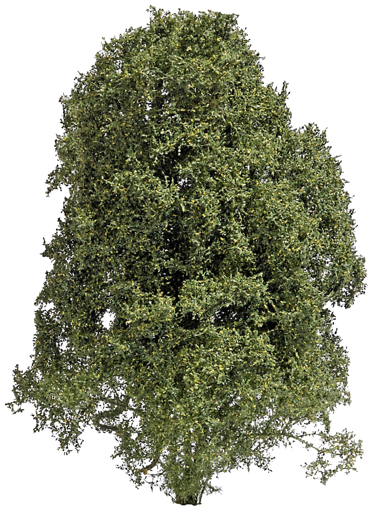 A single, dense deciduous tree with green leaves stands upright.