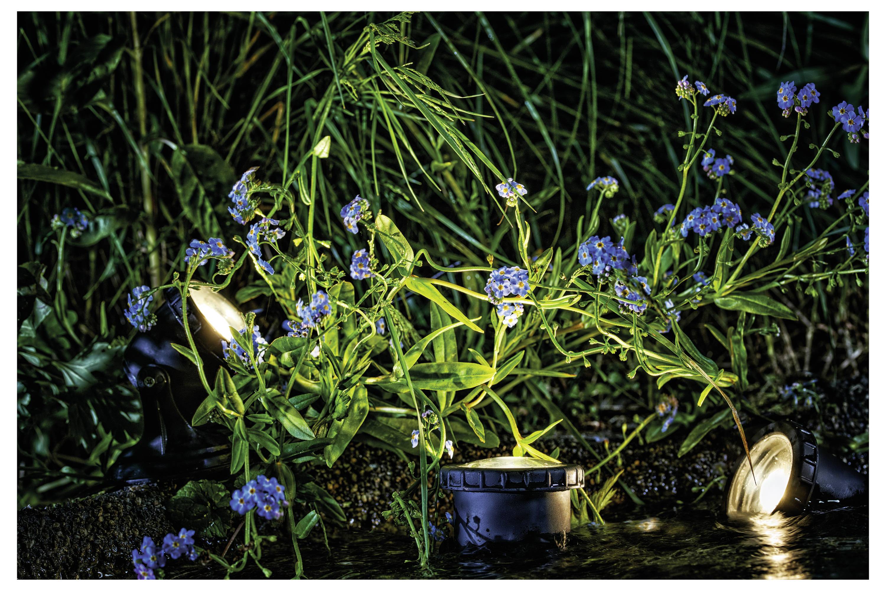 A dark garden scene illuminated by ground lights, highlighting vibrant green plants with small blue flowers.