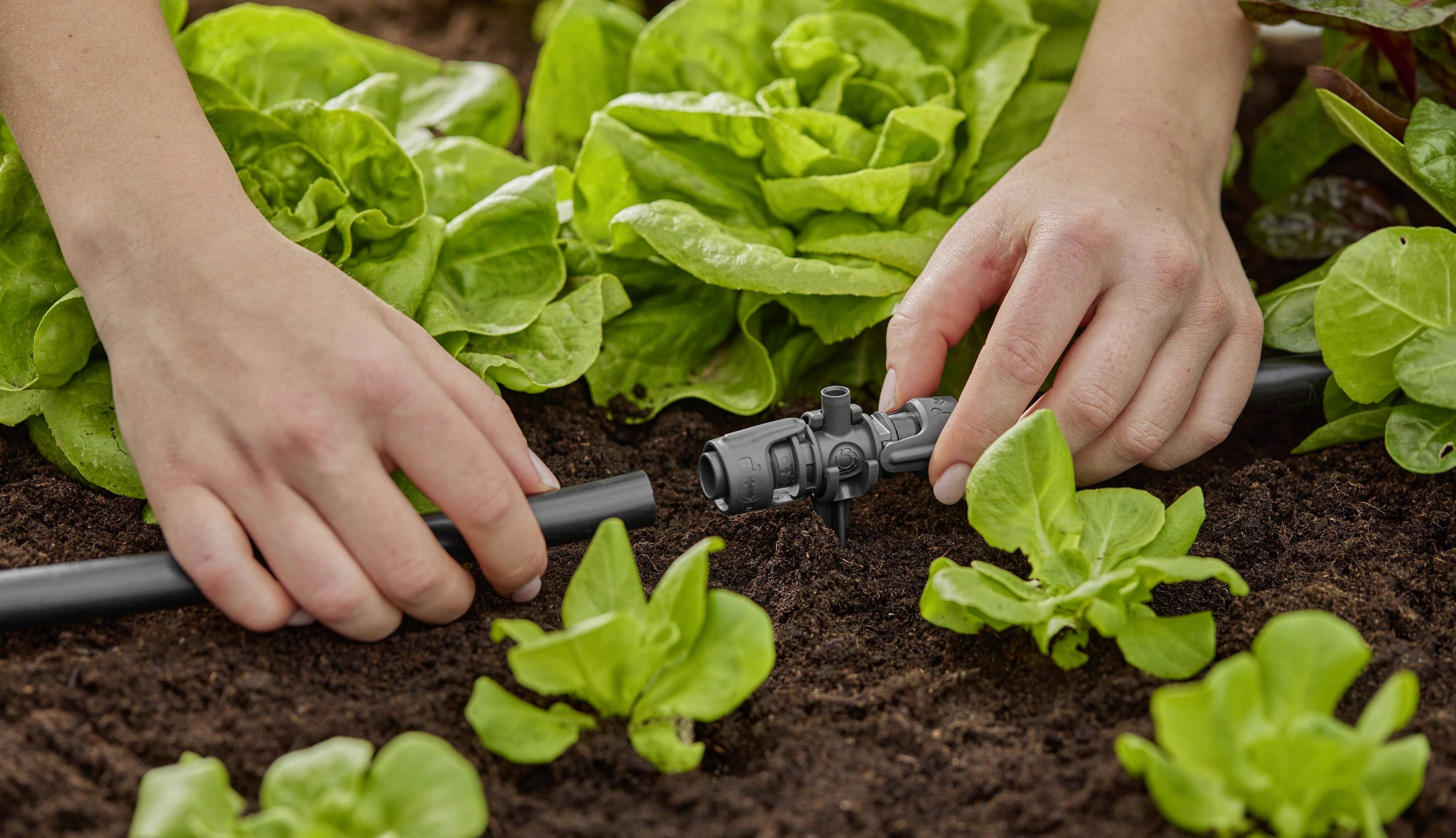 Hands are installing a drip irrigation system in a vegetable garden with fresh leafy vegetables growing in the soil.