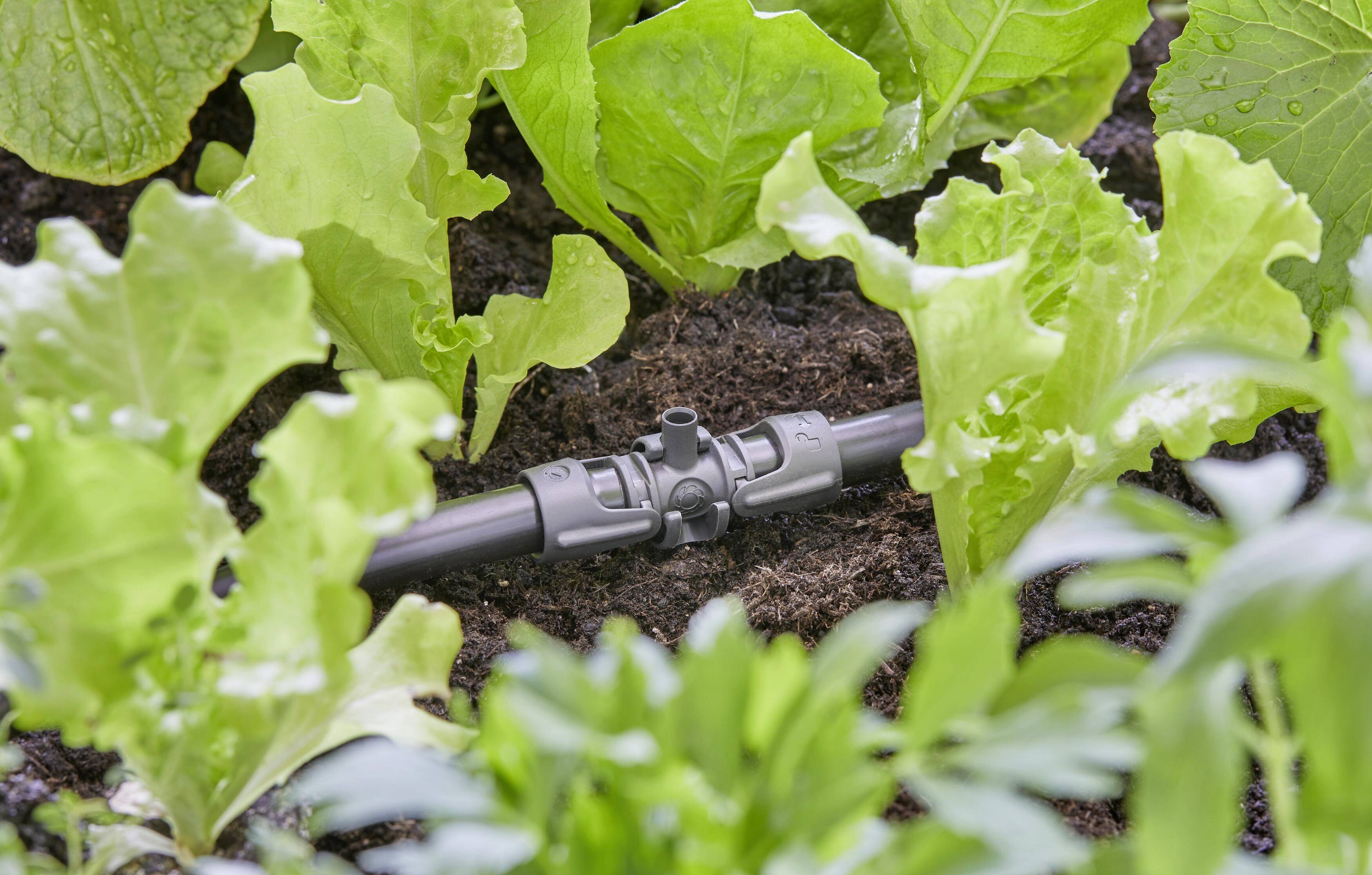 A irrigation system waters fresh lettuce in a garden bed. Drip hoses distribute water evenly.