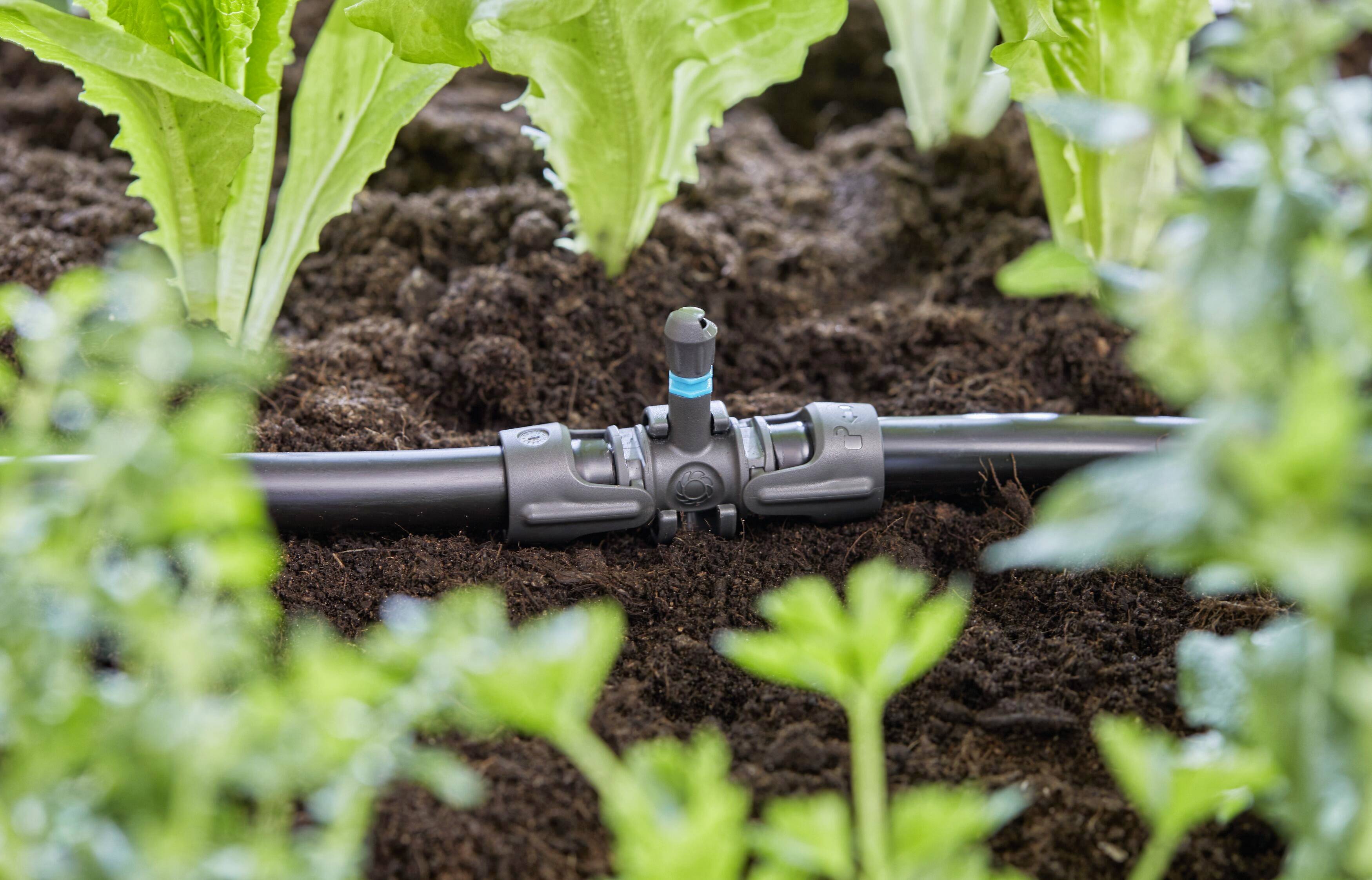 Close-up of a drip irrigation system between lettuce plants in the garden. A valve regulates the water flow for soil irrigation.