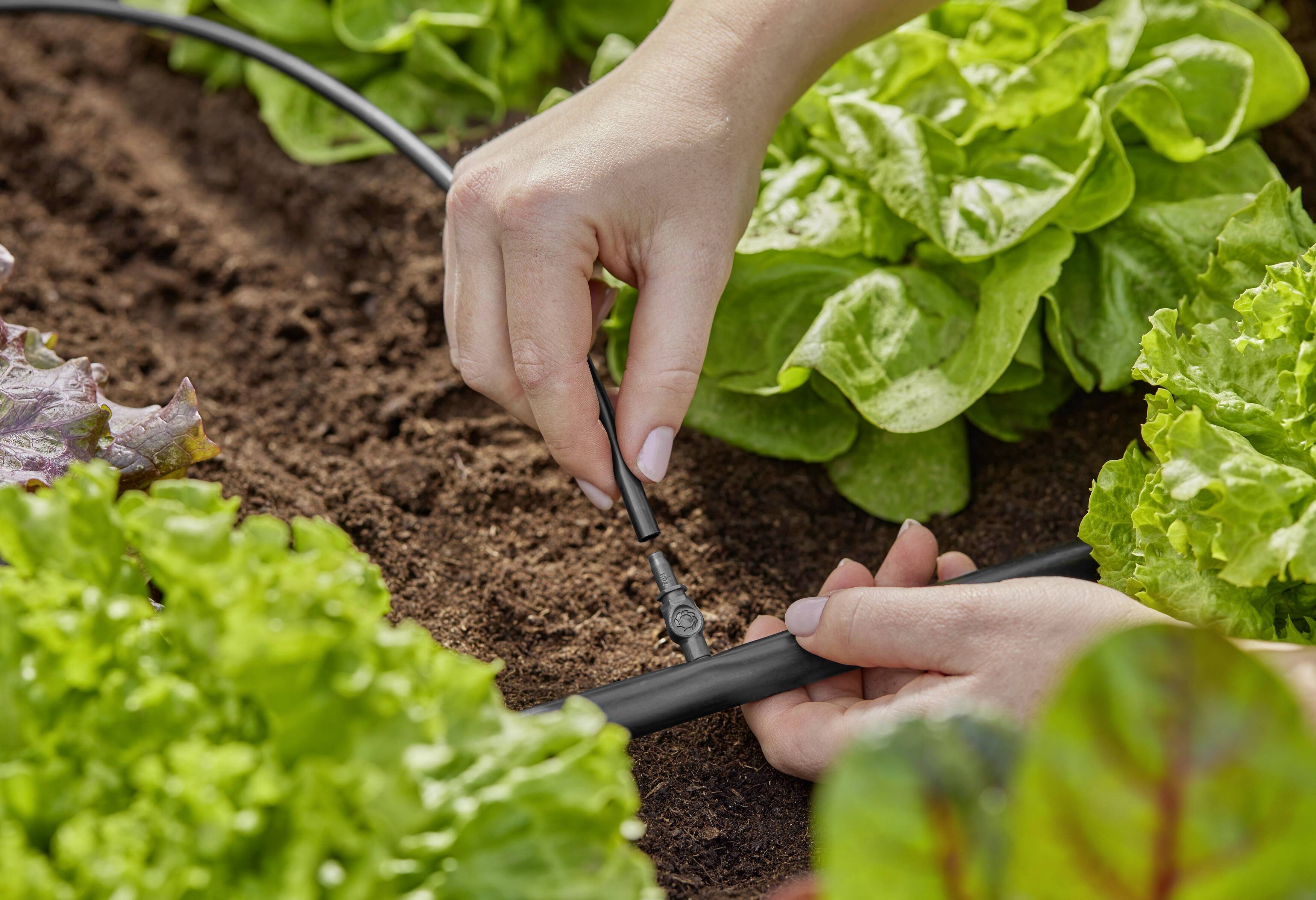 Hands are installing an irrigation system in a vegetable garden with green lettuce in the foreground.