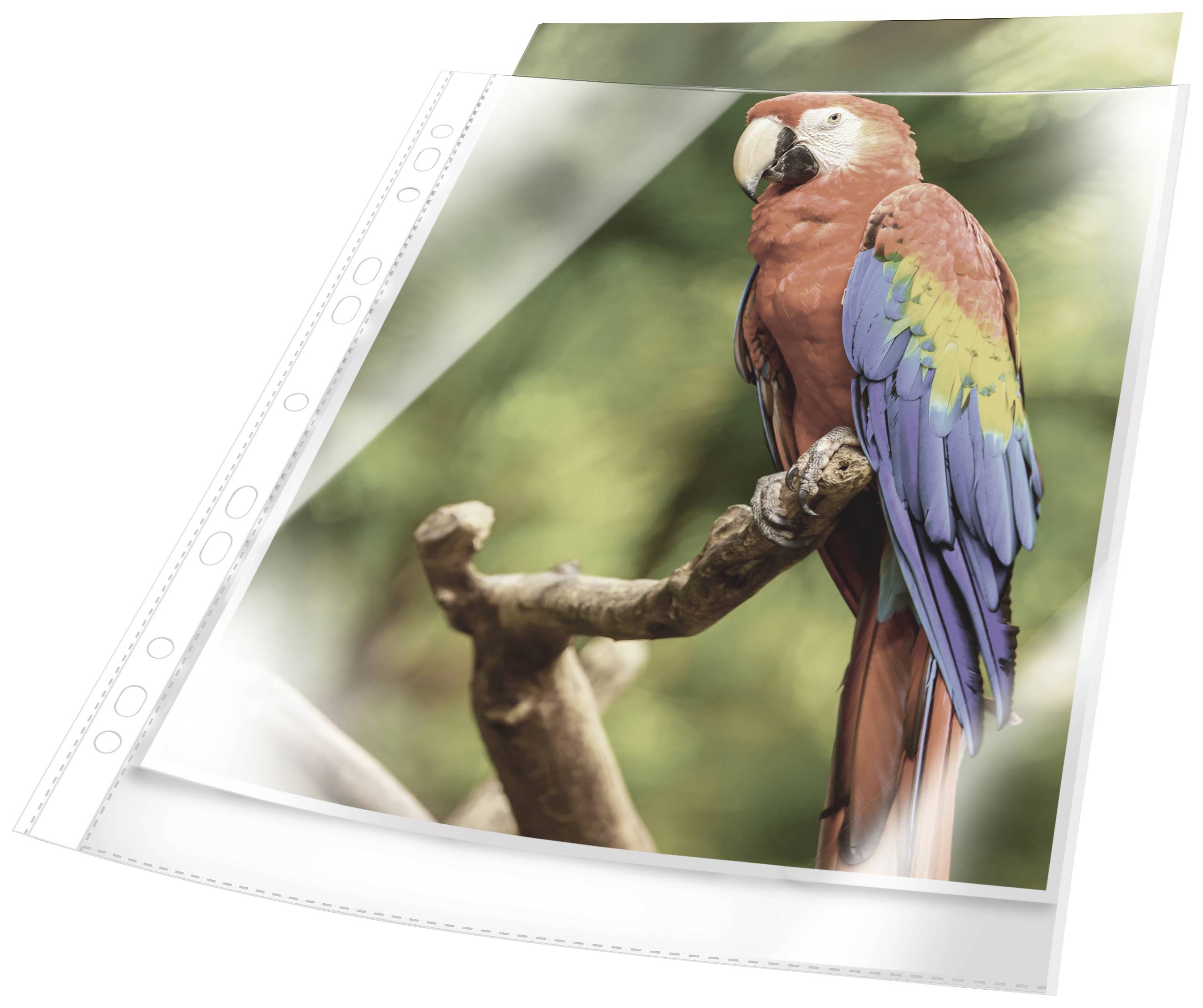 A colourful parrot sits on a branch against a blurred, green background. The parrot has red, blue and green feathers.