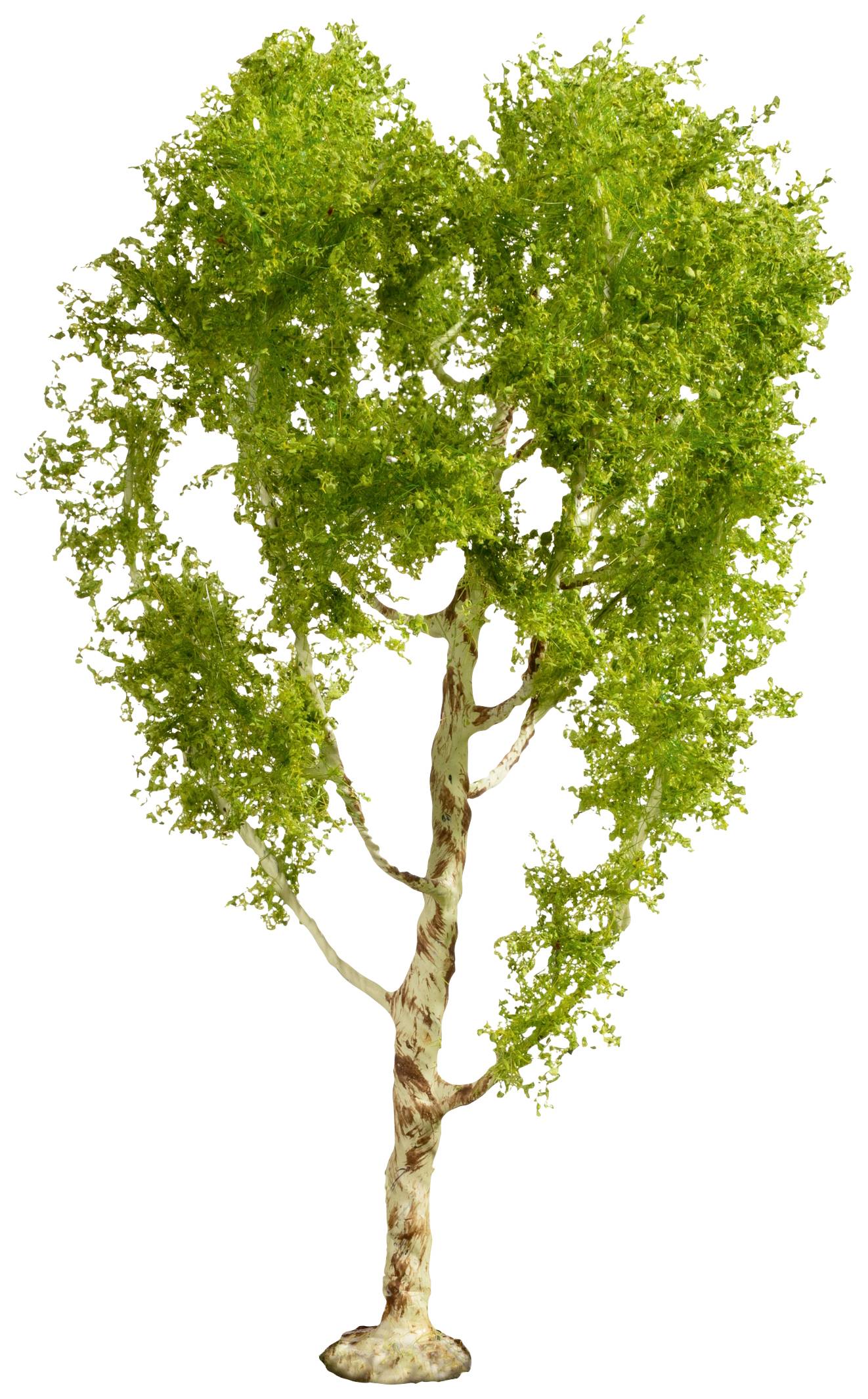 A green tree with a slender trunk and dense foliage, isolated on a white background.