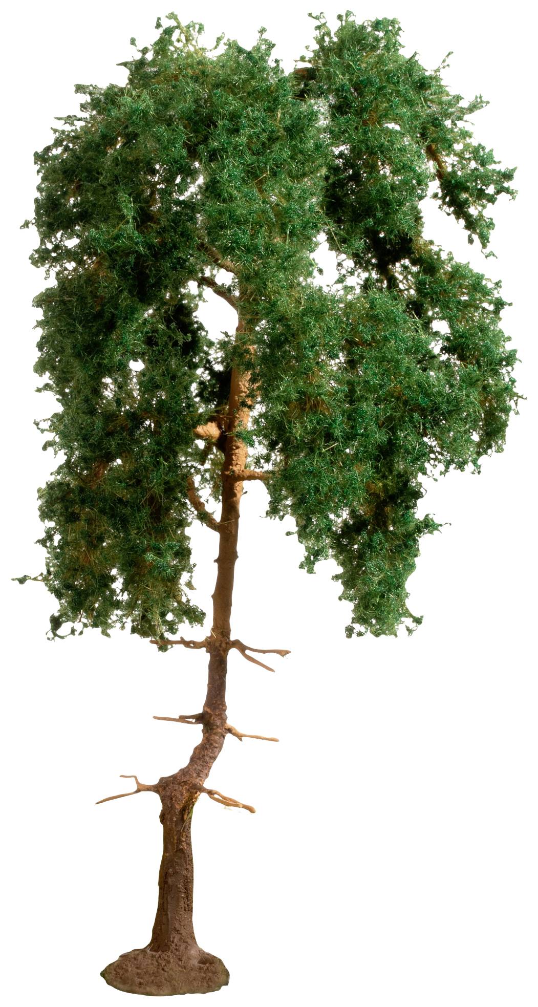 A tree with a slender trunk and a dense crown of green leaves; it stands in isolation against a white background.