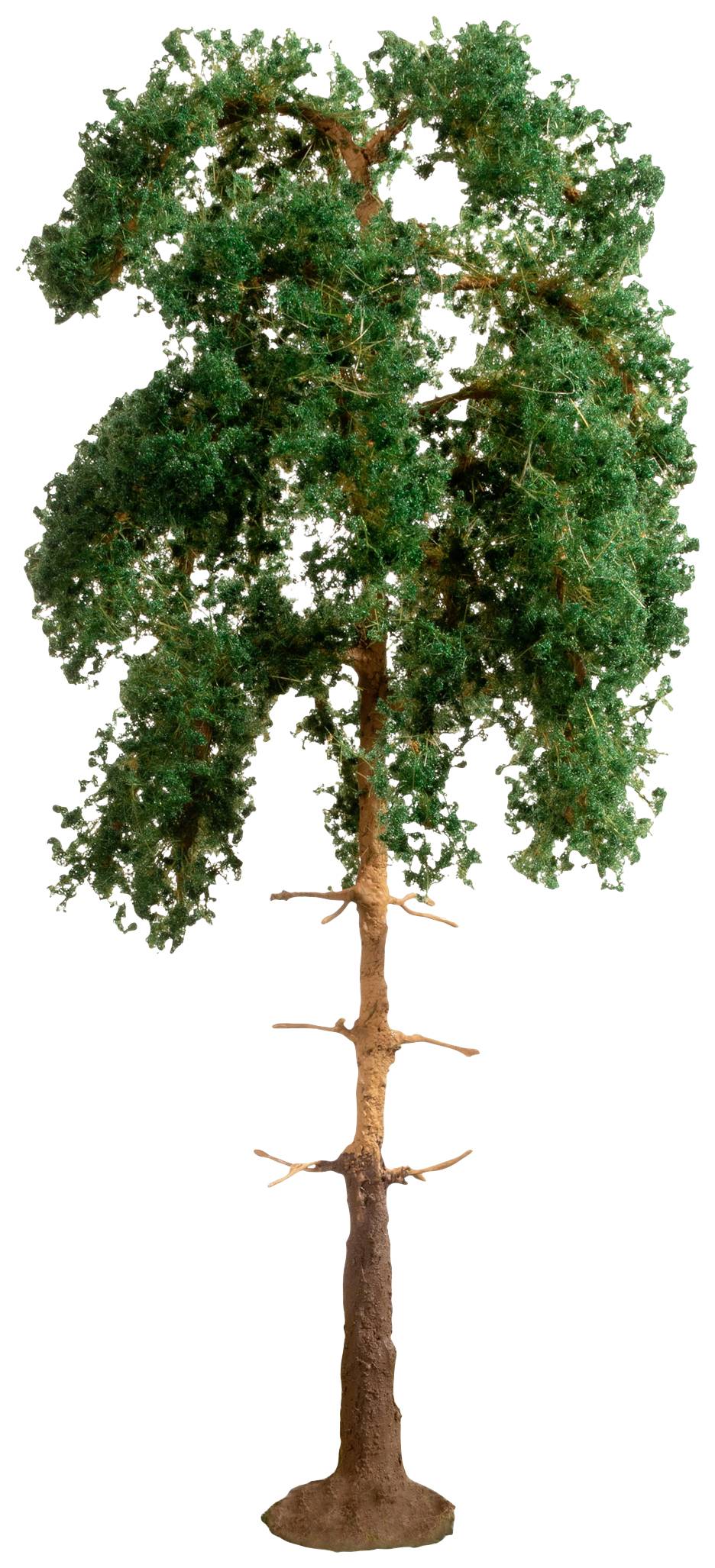 Tall tree with dense green foliage and bare lower branches, against a white background.