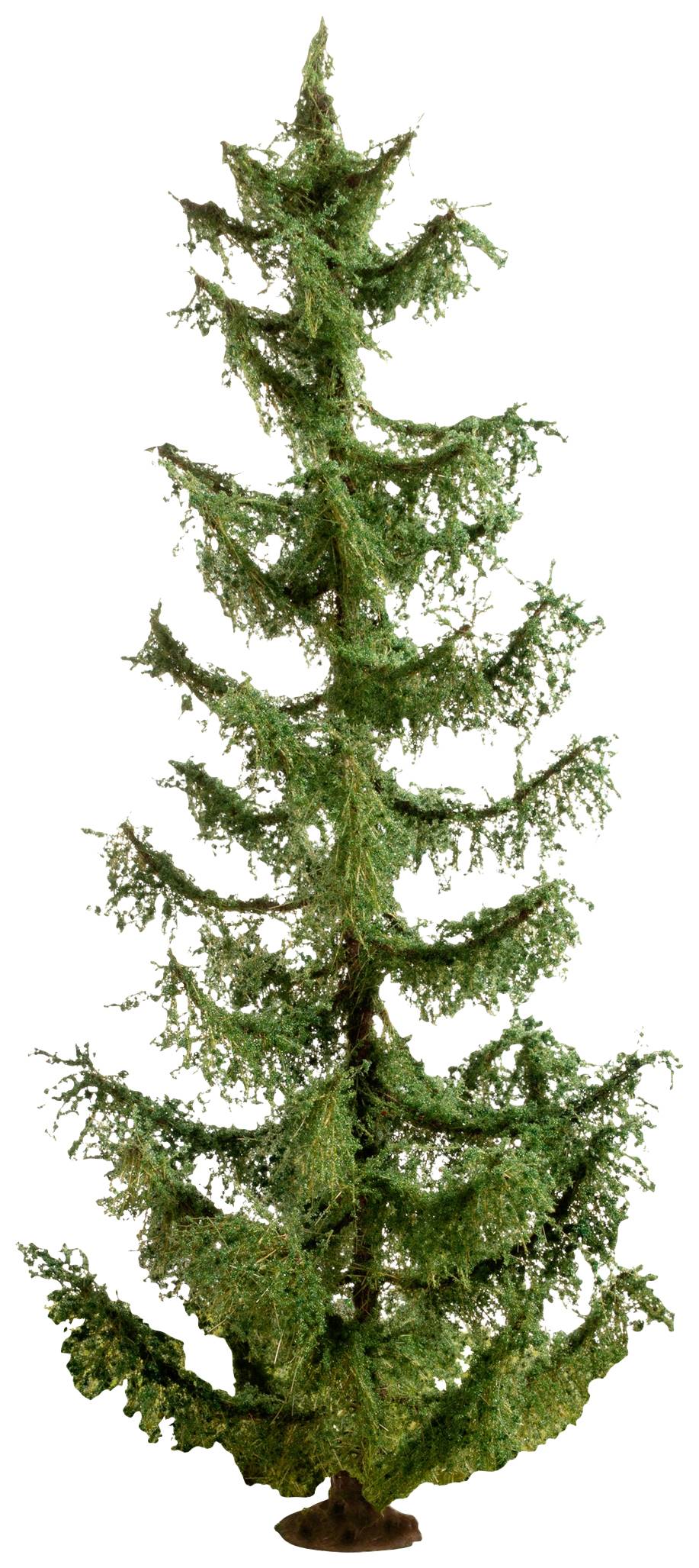 A tall, slender fir tree with thin branches and dense green foliage in a natural style.