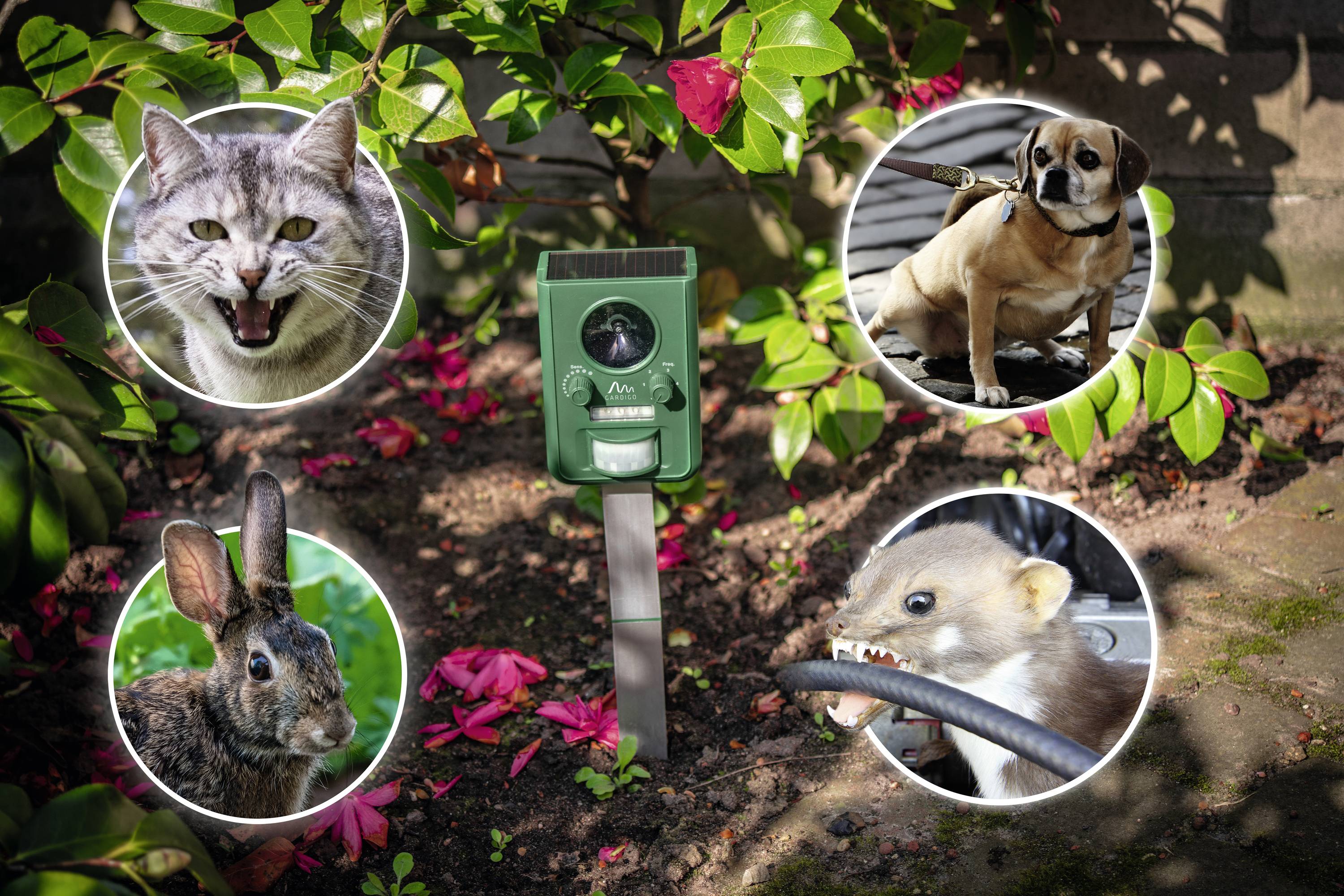 A green animal deterrent with a solar panel stands in the garden, surrounded by circles featuring a cat, dog, rabbit, and pine marten as warned animals.