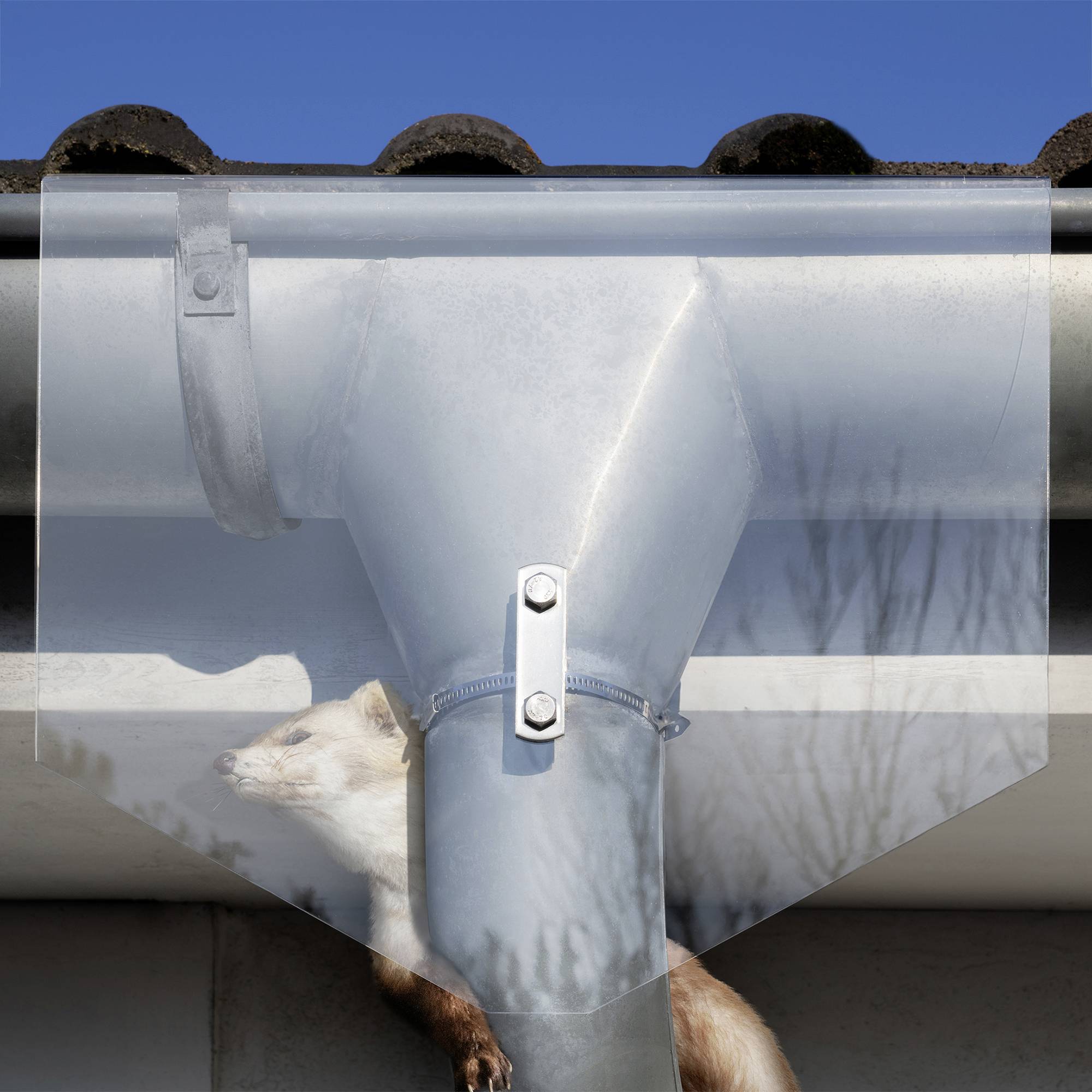 A pine marten climbs up a drainpipe attached to a gutter. The background shows a blue wall and a roof.