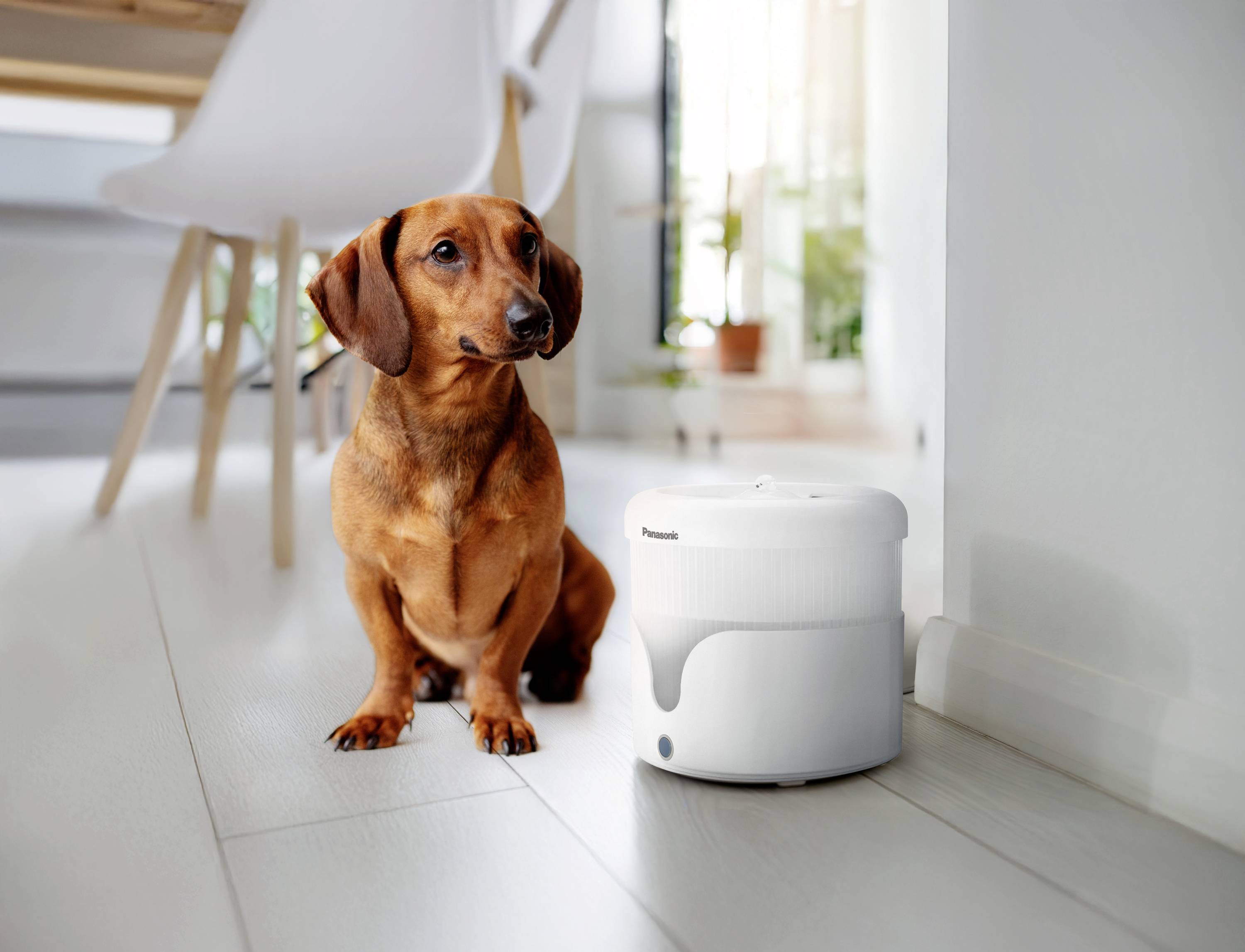 A dachshund sits on a light wooden floor next to a small, round air purifier. In the background, a chair and plants can be seen.